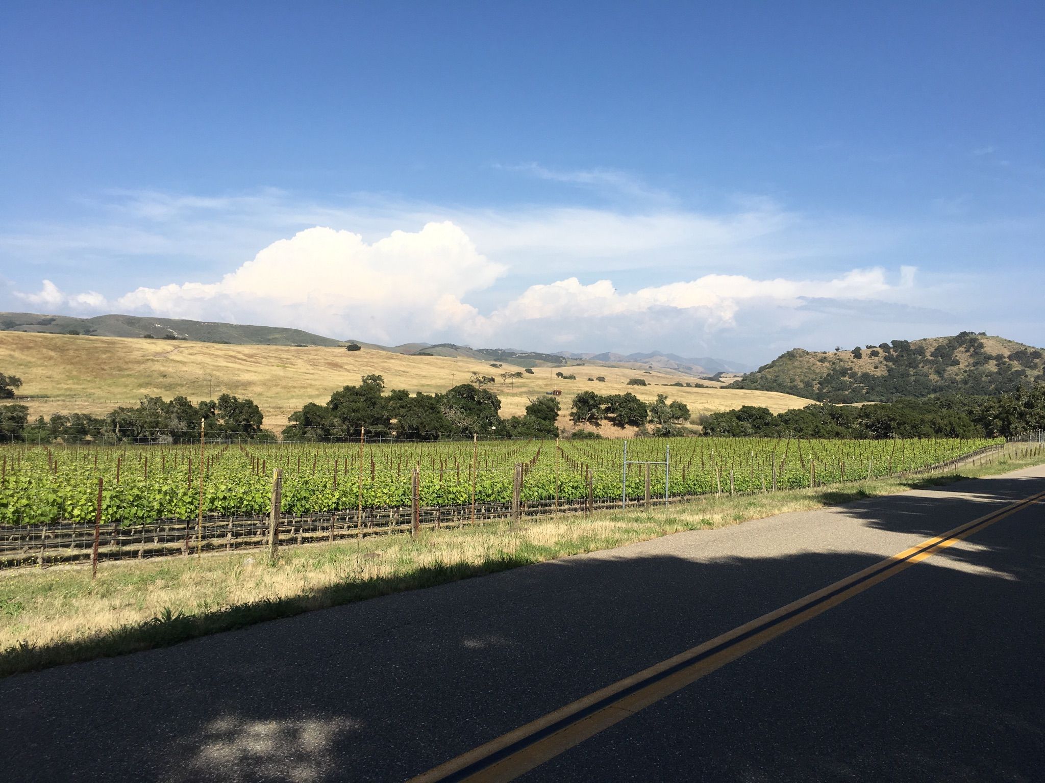 Green vineyard rows next to a road, with golden hills and clouds. - Roadbike loop from Santa Barbara County Fire Department Station #23