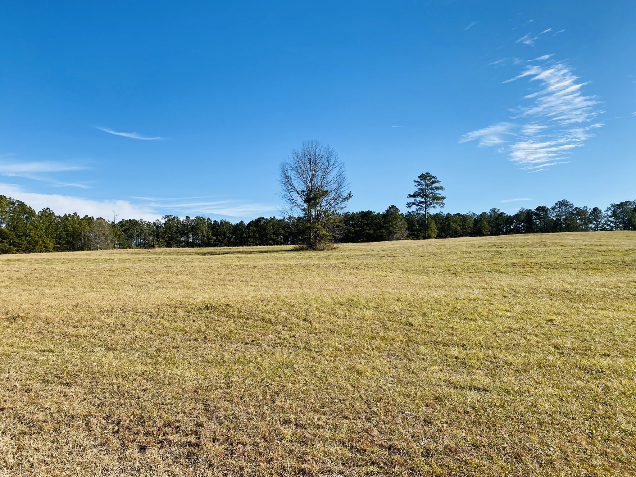 Sunny open field with a single bare tree and distant forest under blue sky. - Cochran Mill Park from Newnan via Sewell Millpond loop