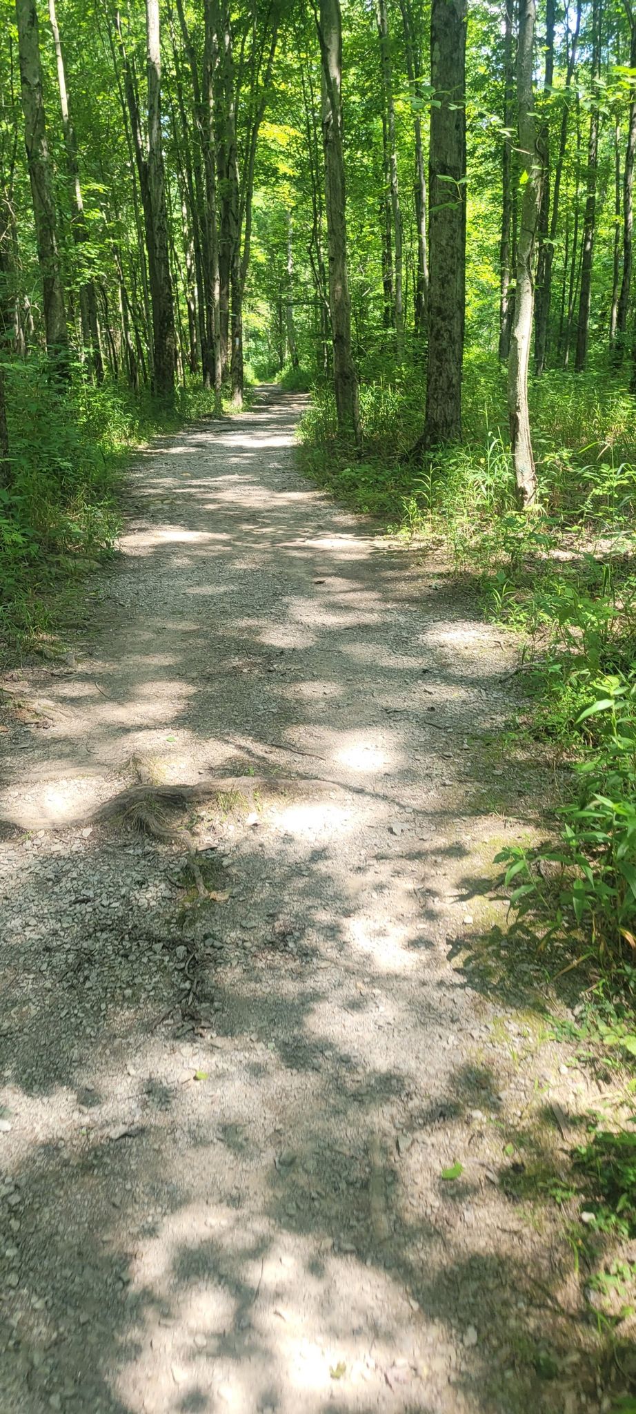 A sunlit dirt path winds through a dense green forest. - East Fork Long Loop