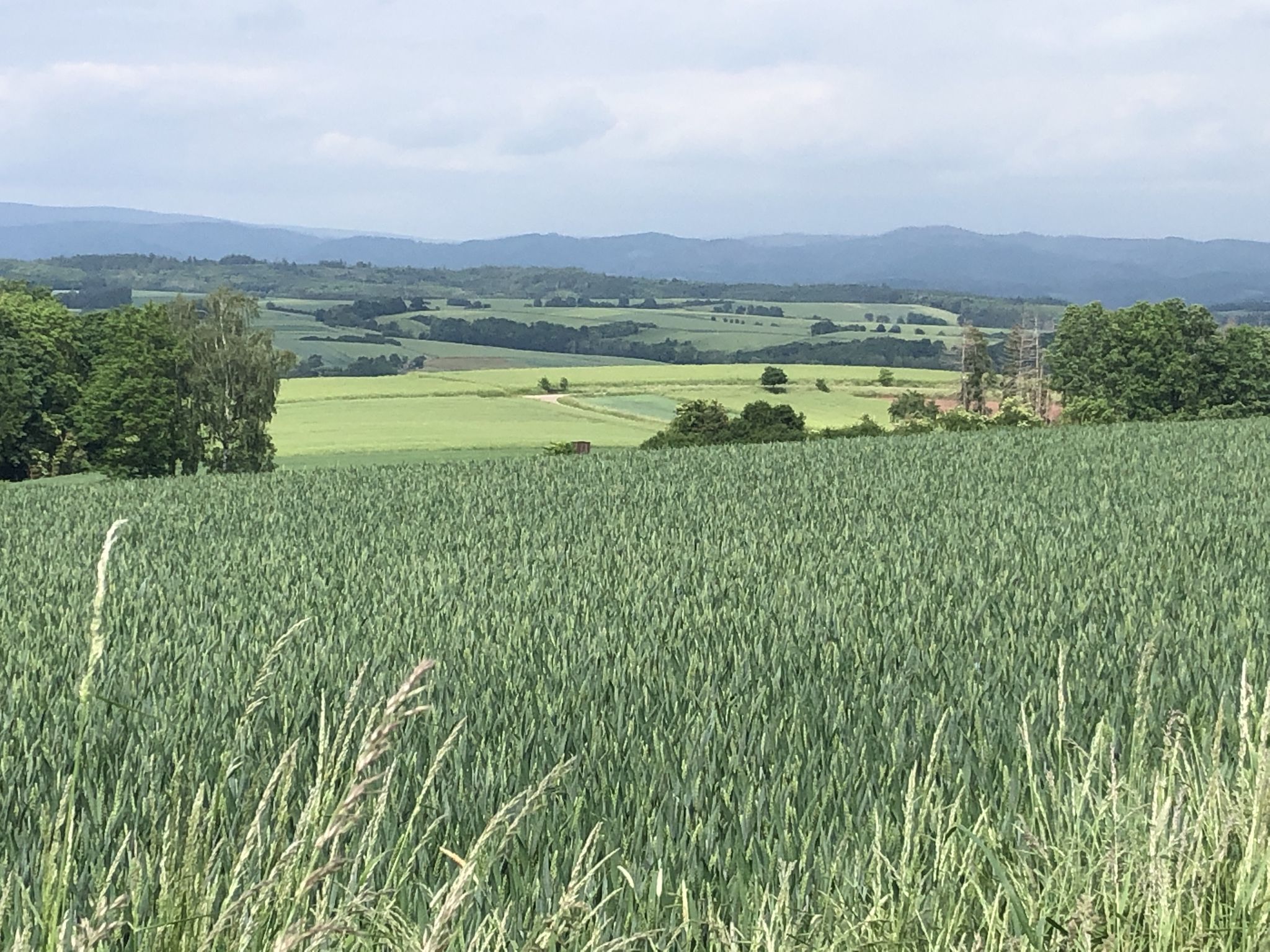 Harzblick