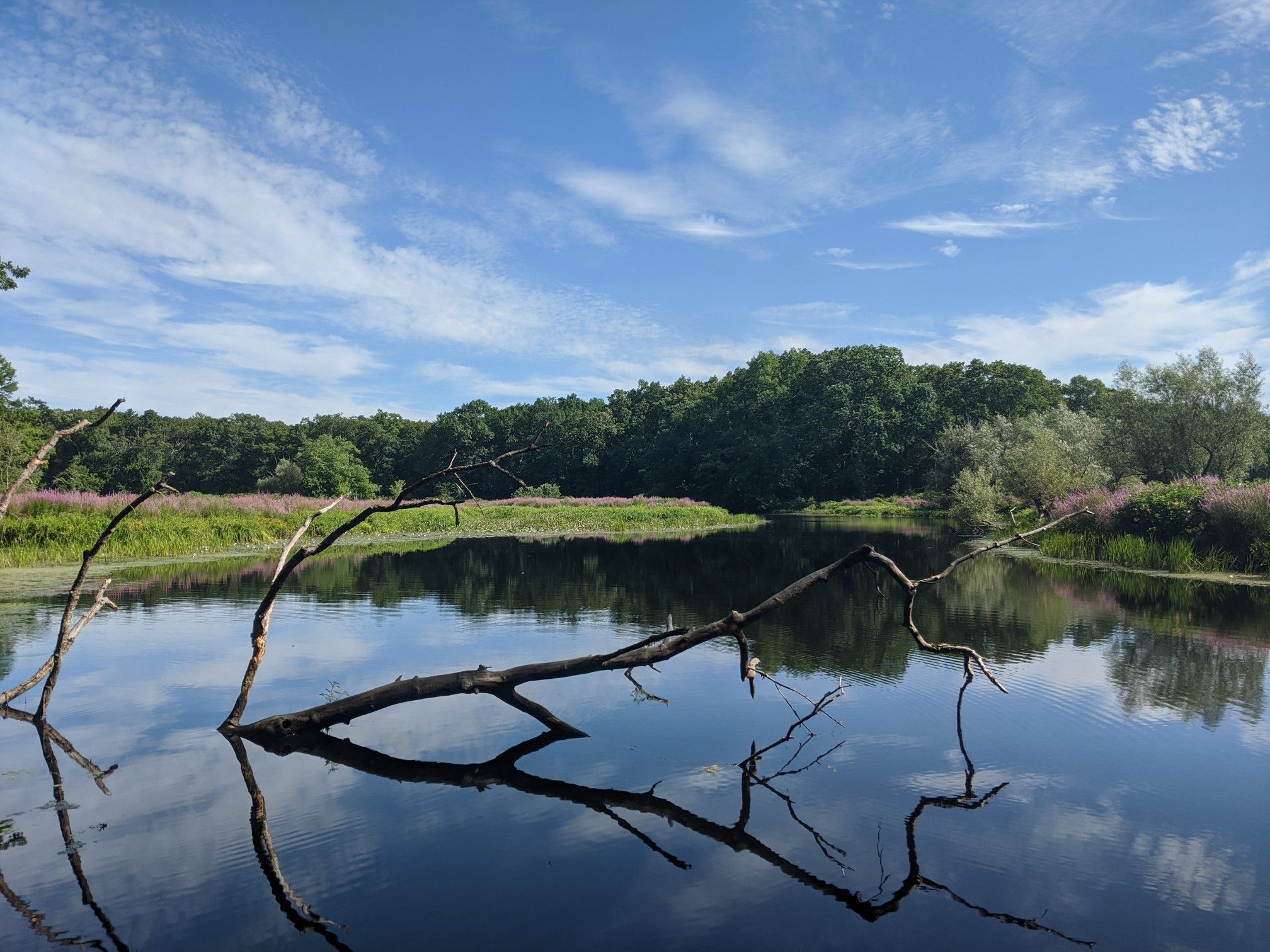Pond with fallen branches, reflections, green trees, and a blue sky. - Gregg Conservation Land – Wilsondale Street loop from Needham Heights