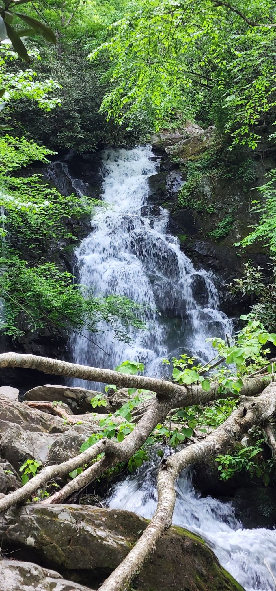 A multi-tiered waterfall cascades through a lush green forest with bright light. - Buckeye Trail