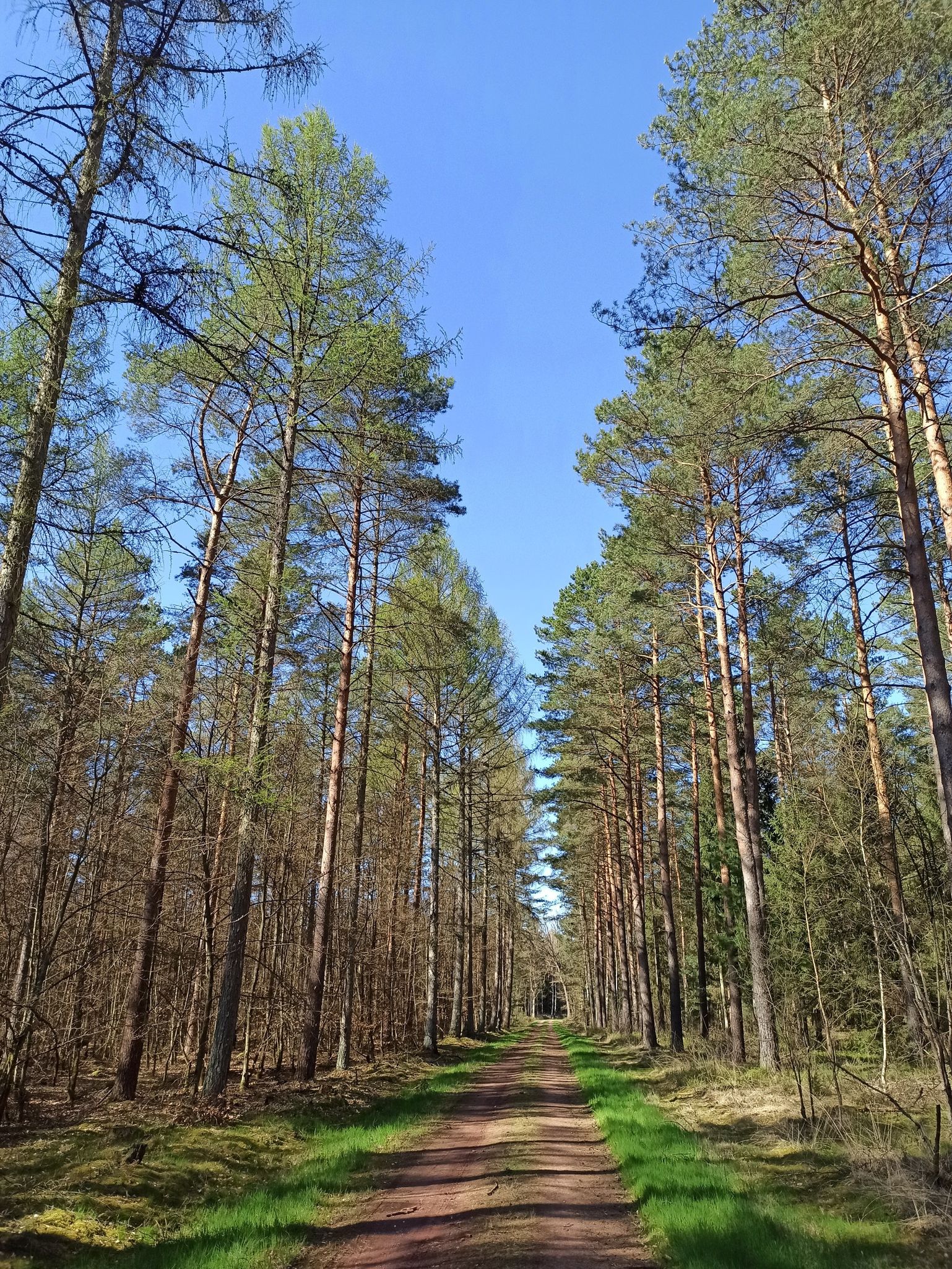 li. Lärchen, re. Kiefern