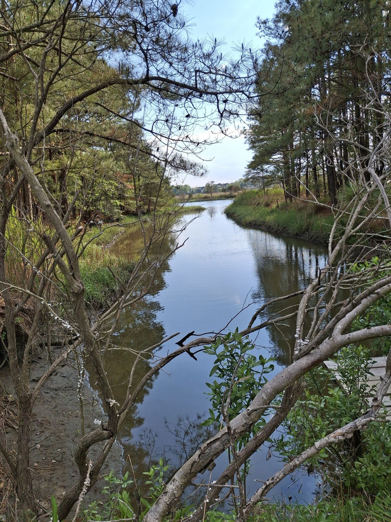 A narrow river flows between dense green trees under a bright sky. - Gordon's Pond loop from Rehoboth Beach