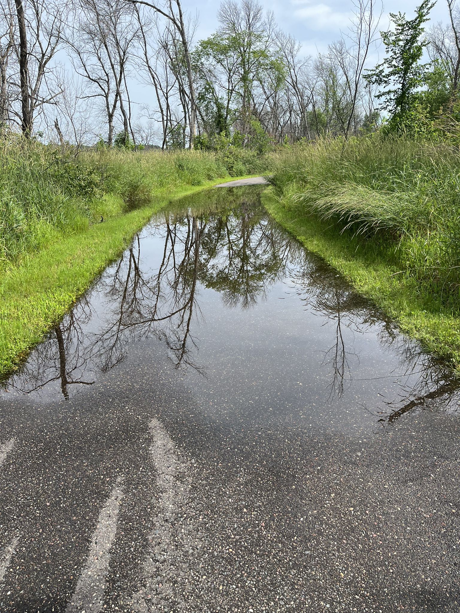 Paved path completely submerged in water, reflecting bare trees and sky. - Rice Creek North Regional Trail