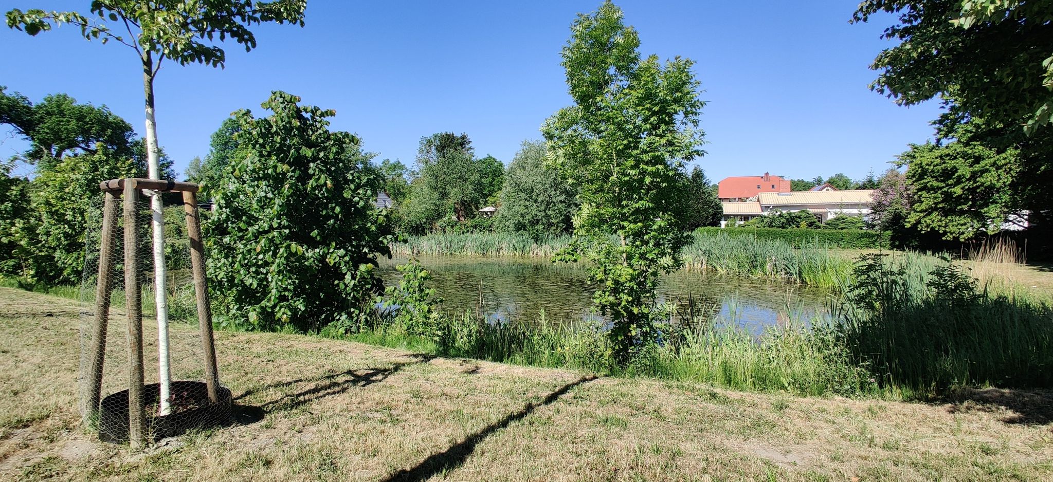 Pond with frogs