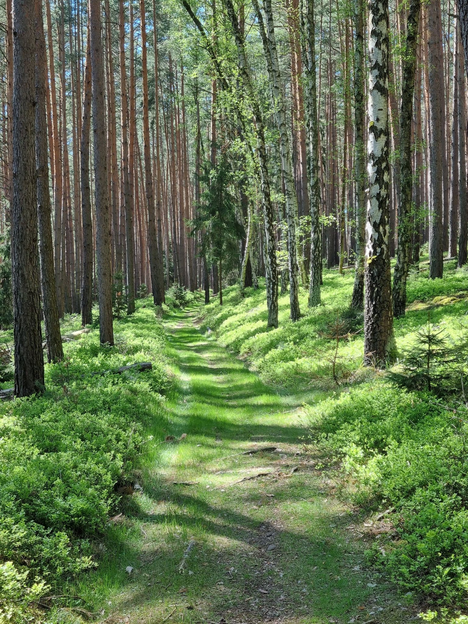 Heidelbeerwald