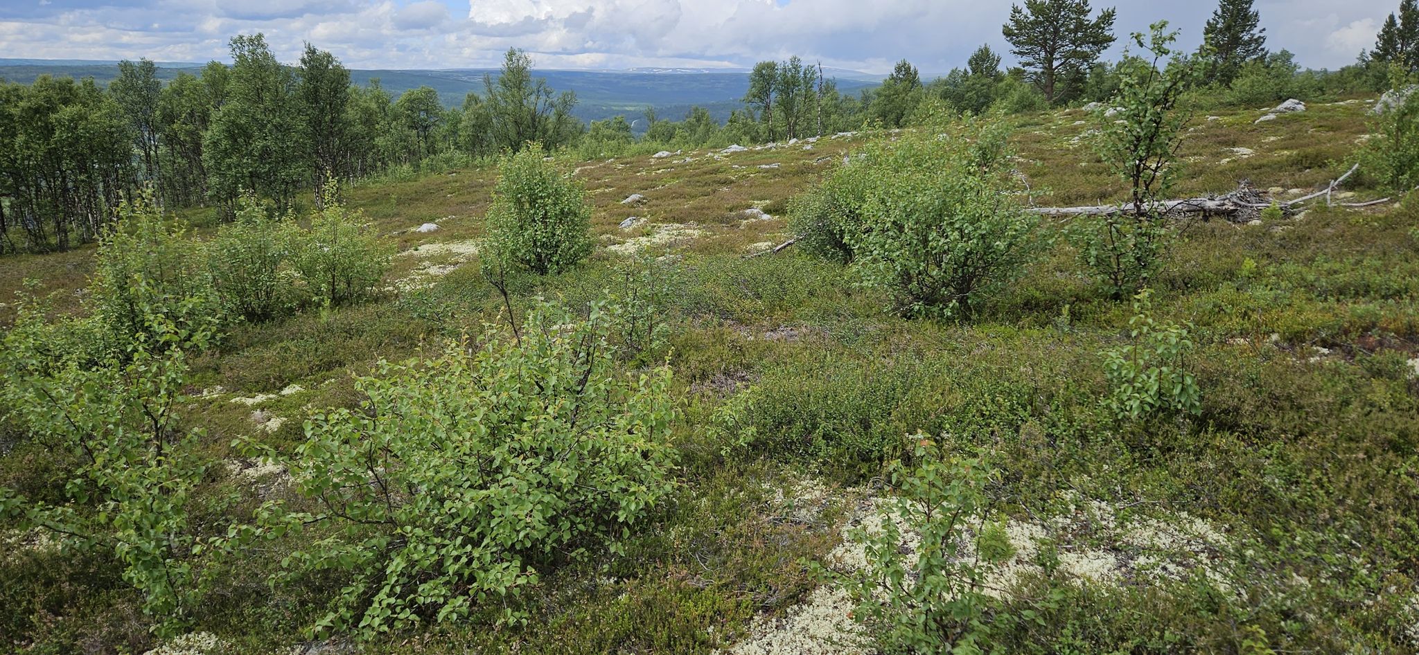 Blick vom Vardhøgda zum Dovrefjell