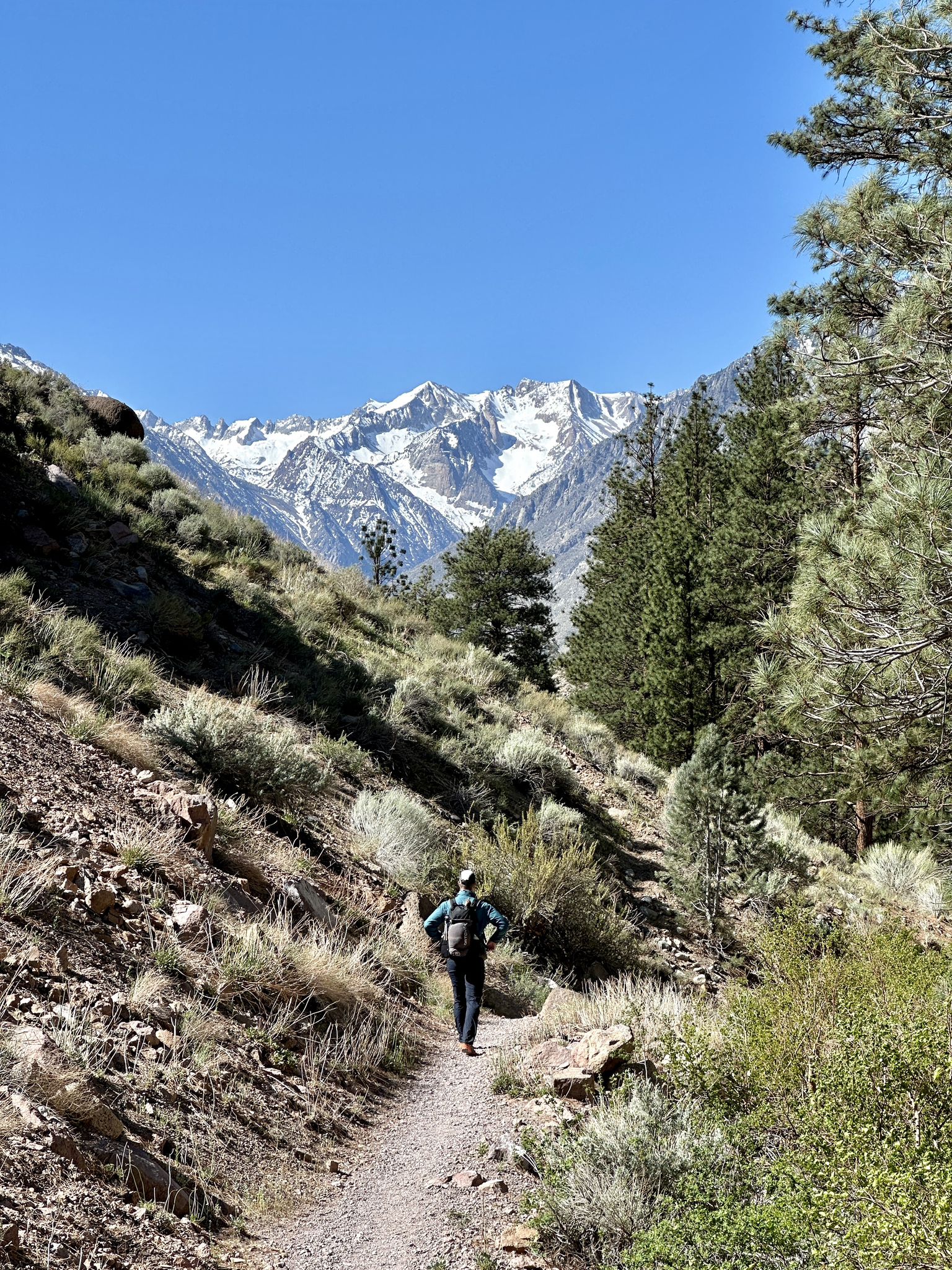 Hiker on a sunny trail leading towards snow-capped mountains and green trees. - Lower Rock Creek Trail