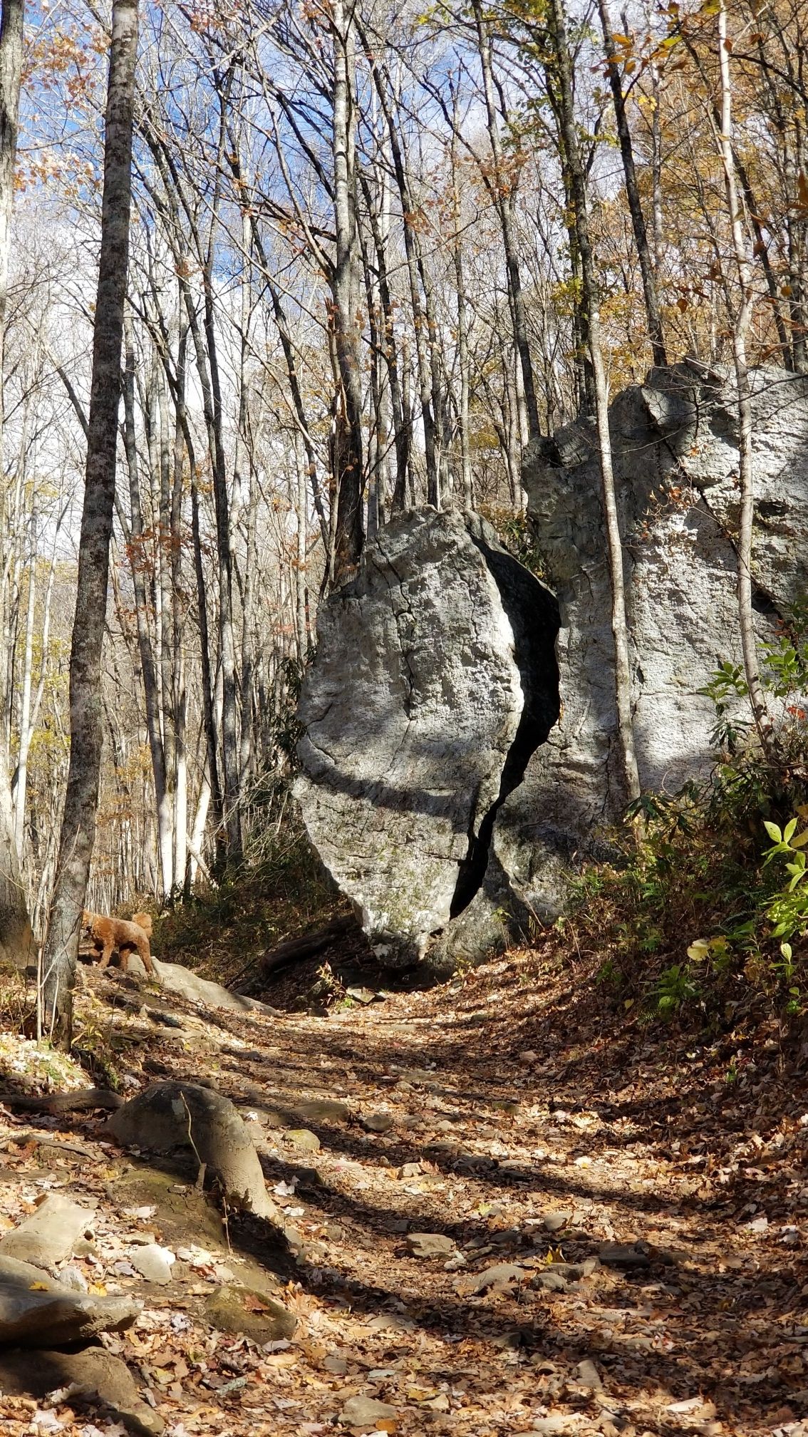 A large split boulder sits beside a sunlit, leaf-strewn forest path. - West Fork - East Fork Loop Trail