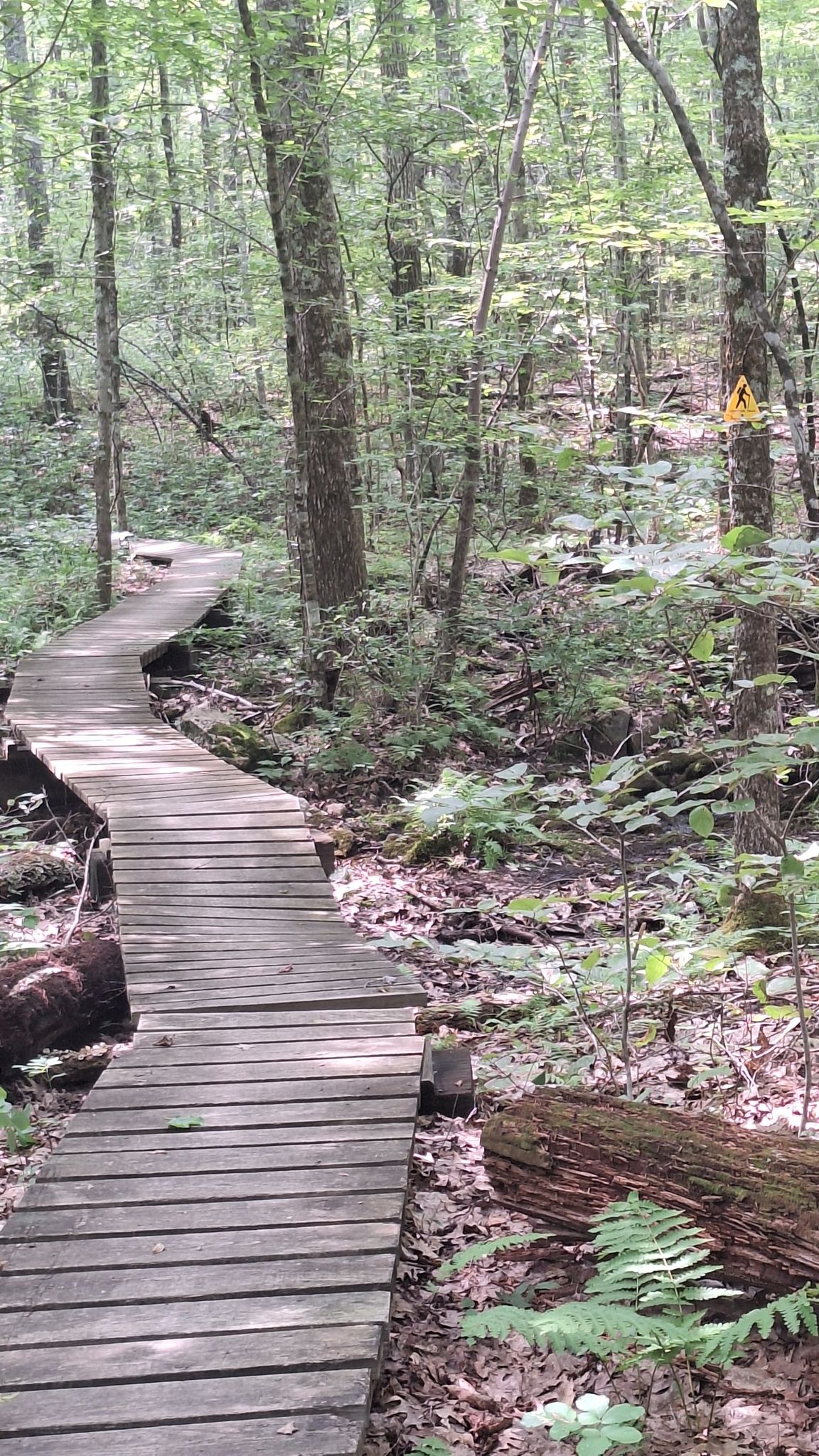 Wooden boardwalk path through a shady forest with ferns and fallen logs. - Midstate Trail: Douglas State Forest to Sutton