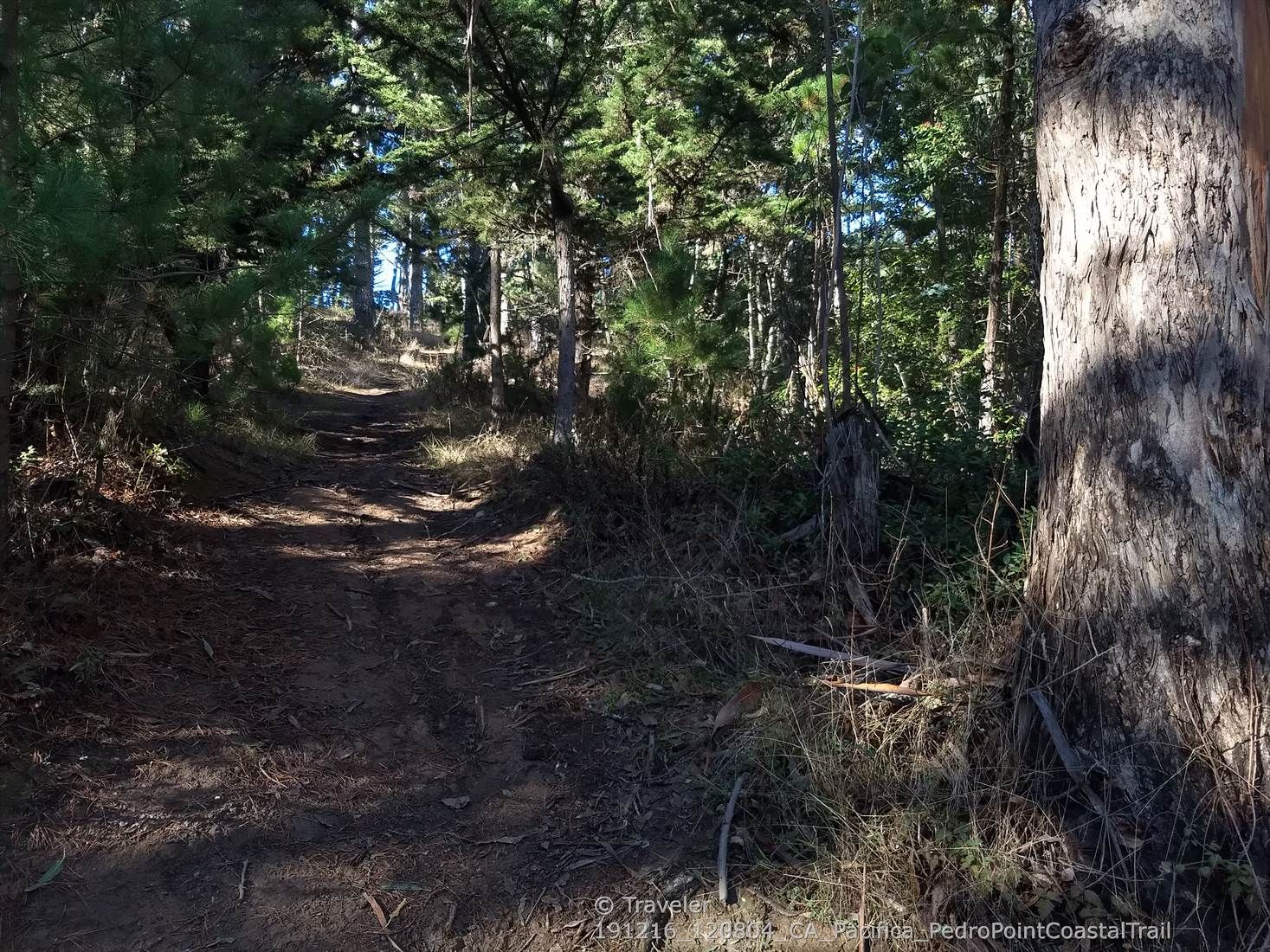 Shaded dirt path winding through a dense forest on a sunny day. - Ace and Middle Ridge Trail