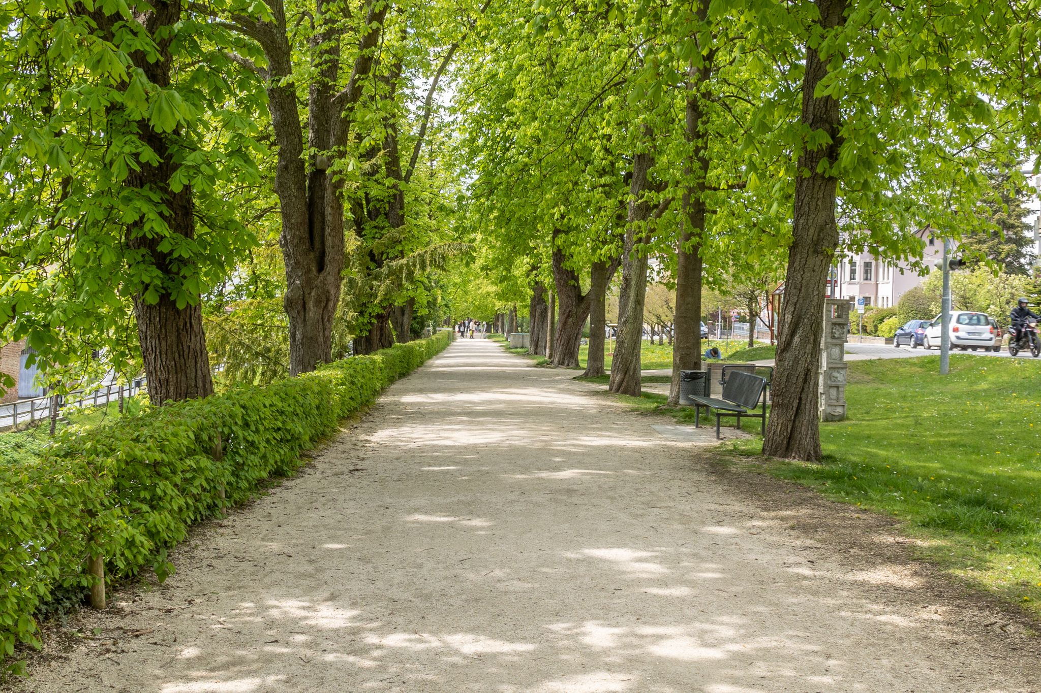 Auf der Kastanien-Ringallee im Stadtpark
