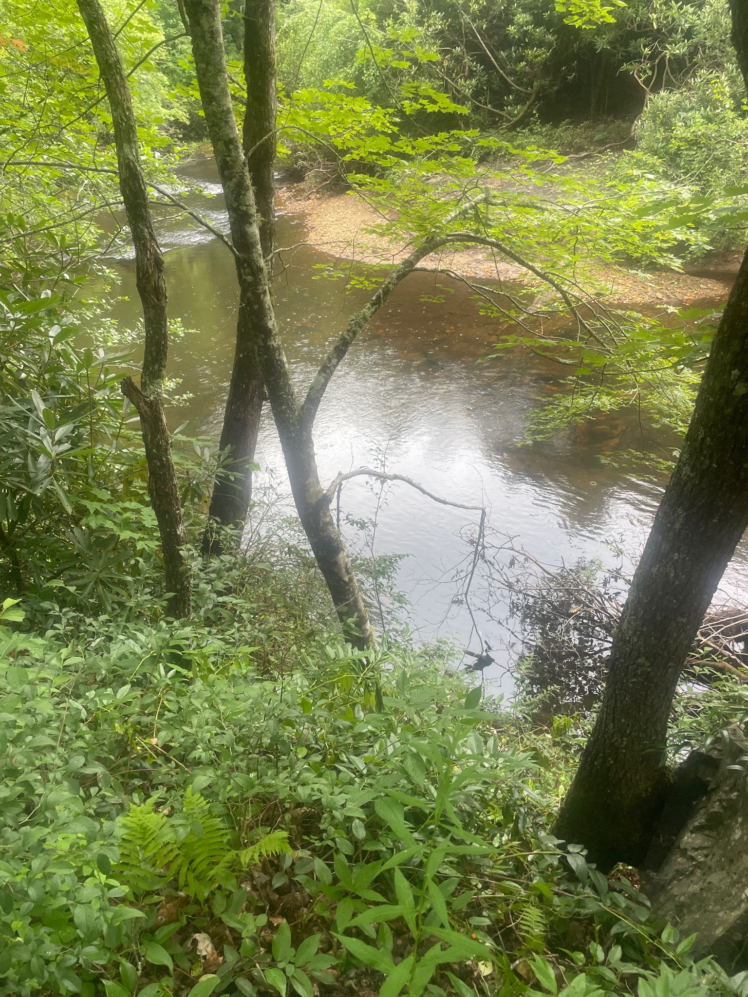 A calm river flows through a lush green forest on a sunny day. - The Great Eight
