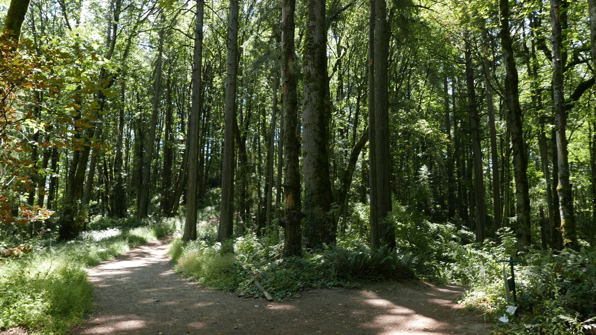 Sunny forest path forks, surrounded by tall green trees. - Northwest Leif Erikson Drive – Leif Erikson Drive loop from Linnton