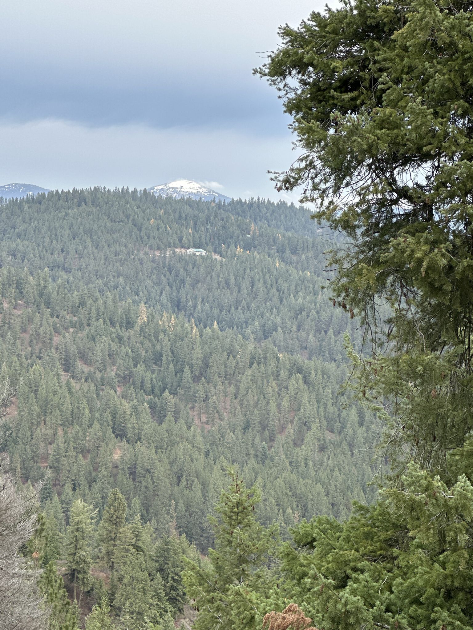 Dense evergreen forest covers hills under an overcast sky, with a distant snowy peak. - LeLand Pond loop from LeLand Pond