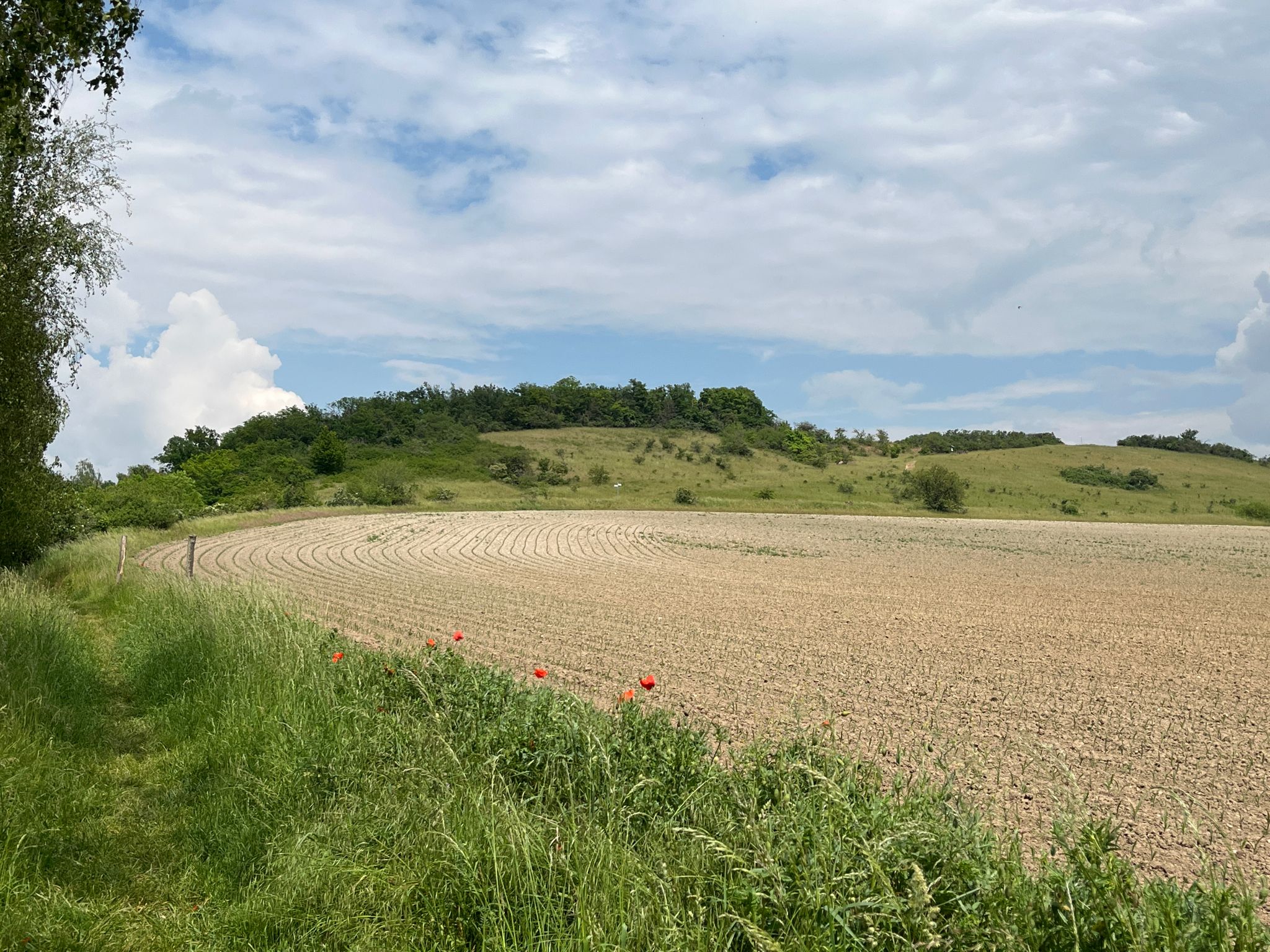 Blick zurück Richtung NSG Fallstein