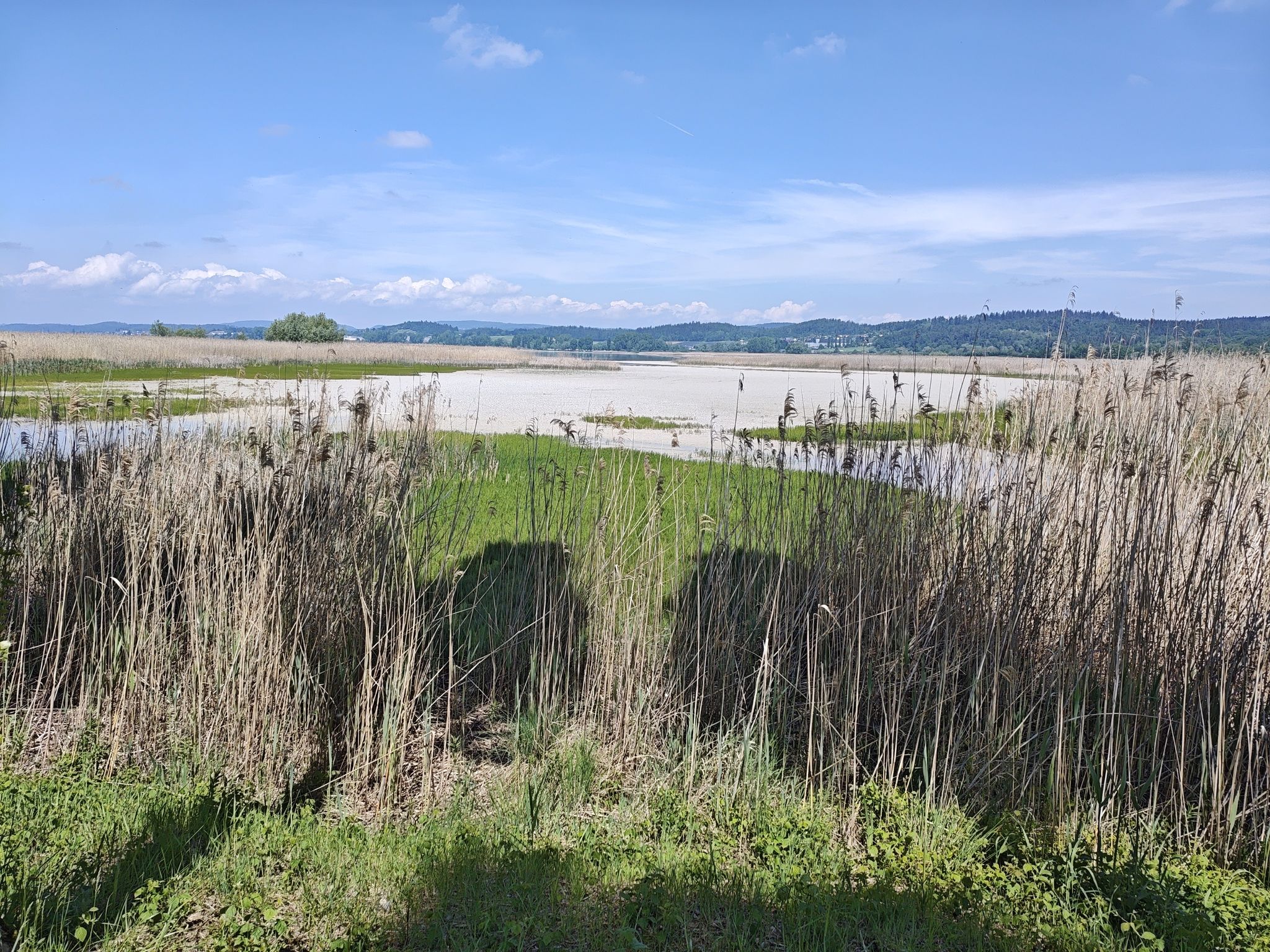 Blütenstaub auf dem Wasser 