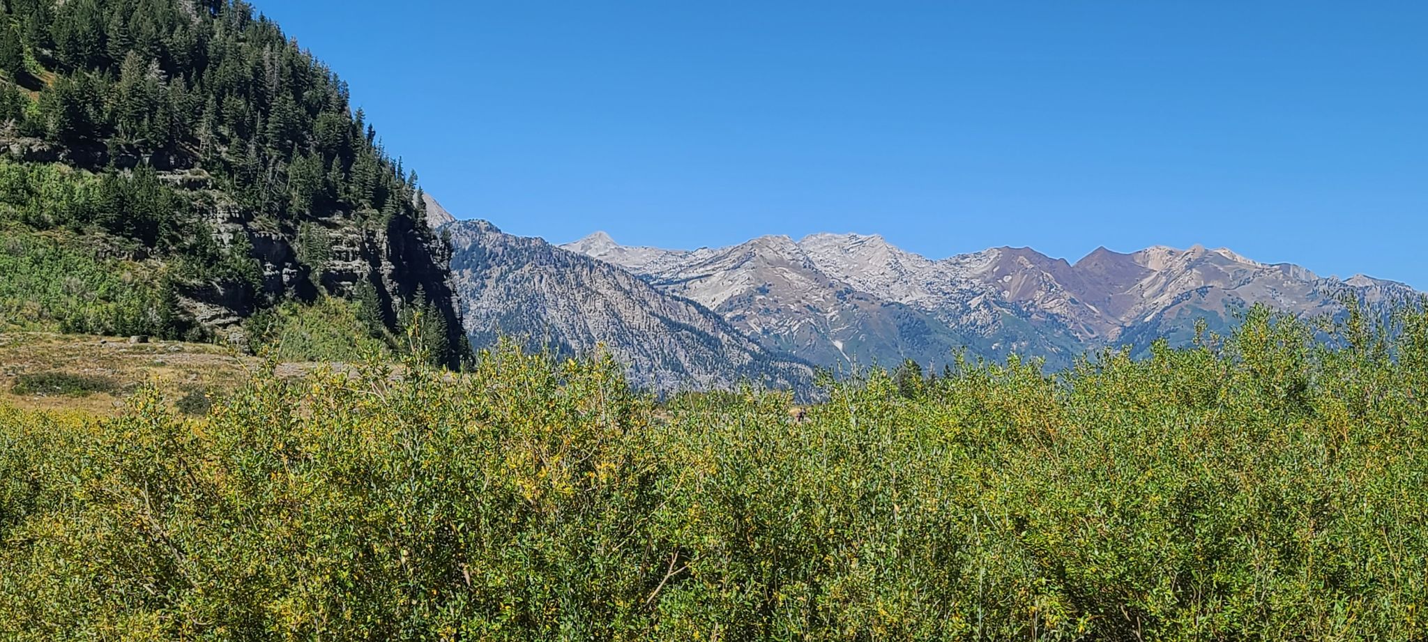 Green foliage in foreground, rugged mountains in distance under clear blue sky. - Timpooneke Trail