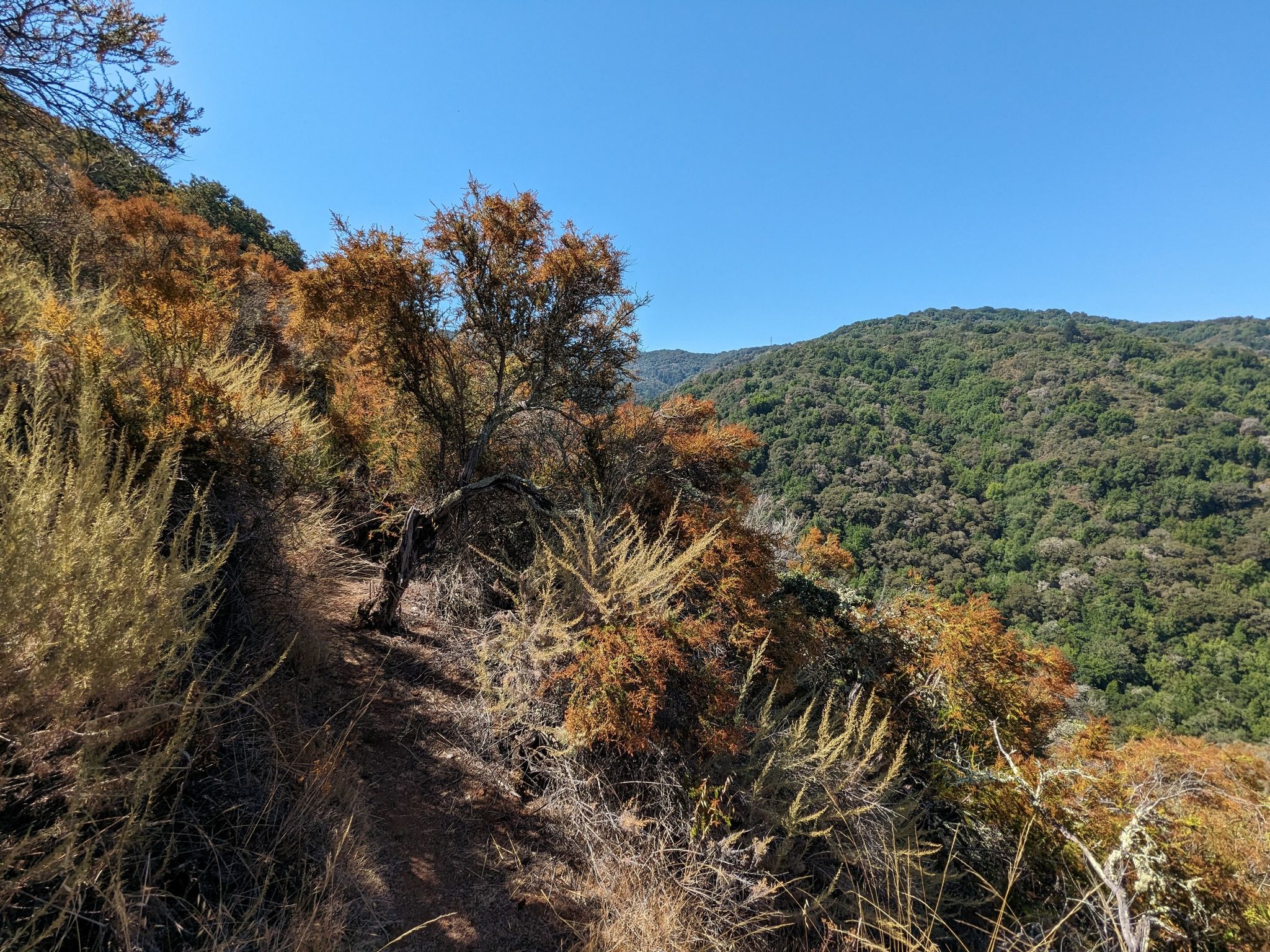 Dirt trail on a hillside with dry, golden bushes and a green forested valley. Sunny. - Hidden Villa, Rhus Ridge, Black Mountain, Creek Trail Loop
