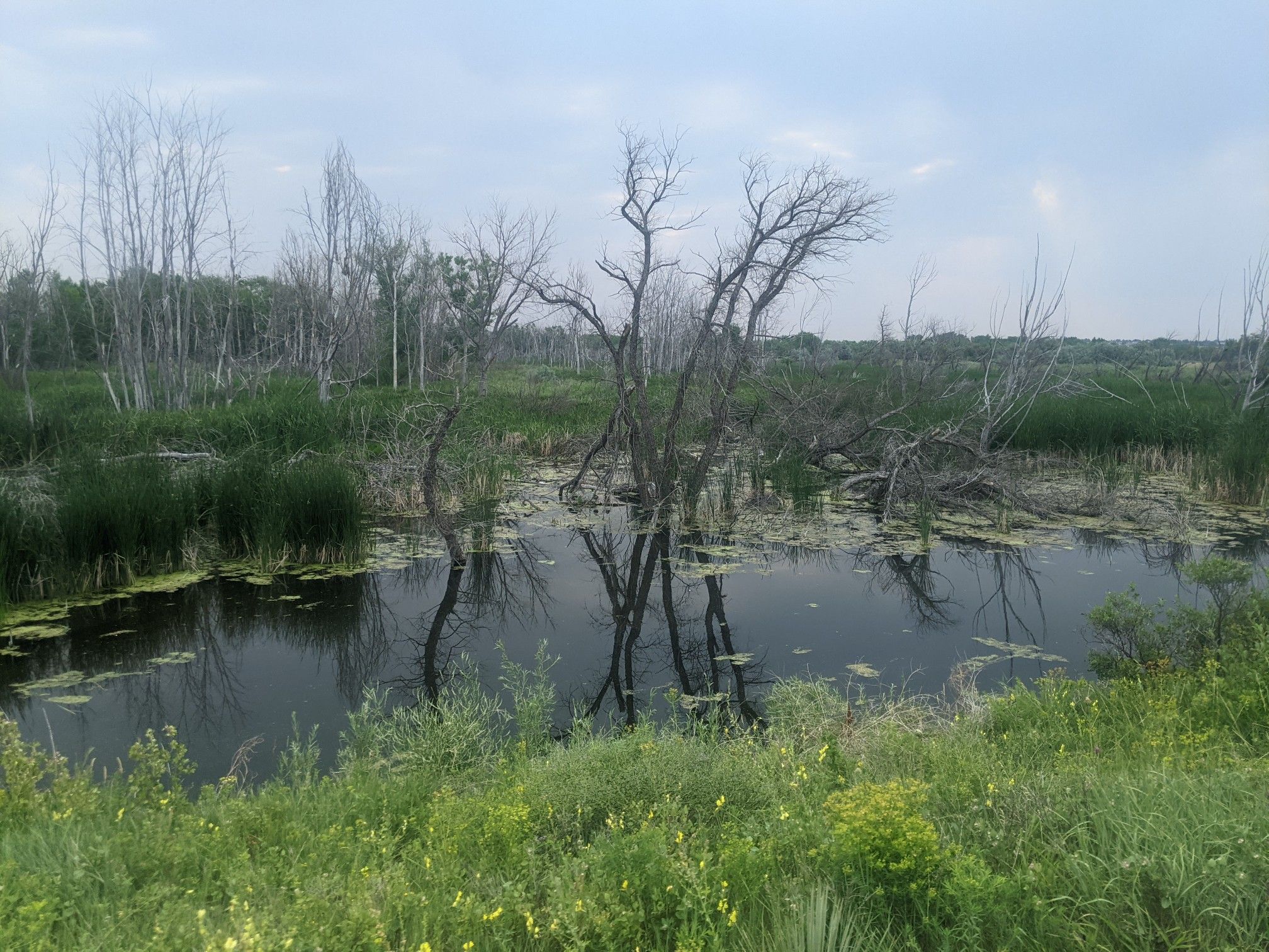Swampy area with bare trees and green water under an overcast sky. - Cherry Creek Trail – Cherry Creek Park loop from Smoky Hill Trail Historic Marker