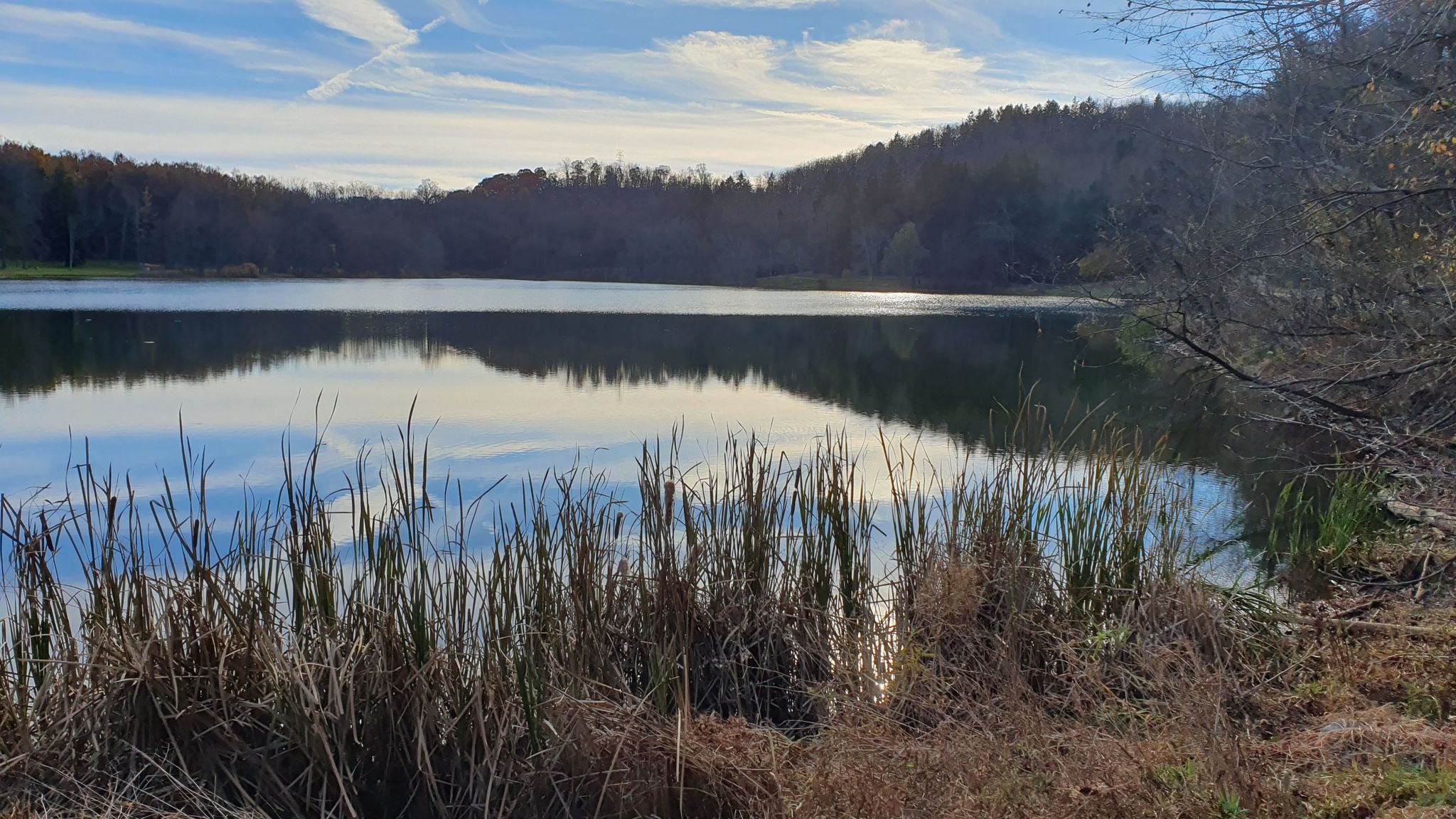 Calm lake reflecting blue sky, with tall reeds in the sunny foreground. - Twin Lakes Park Loop