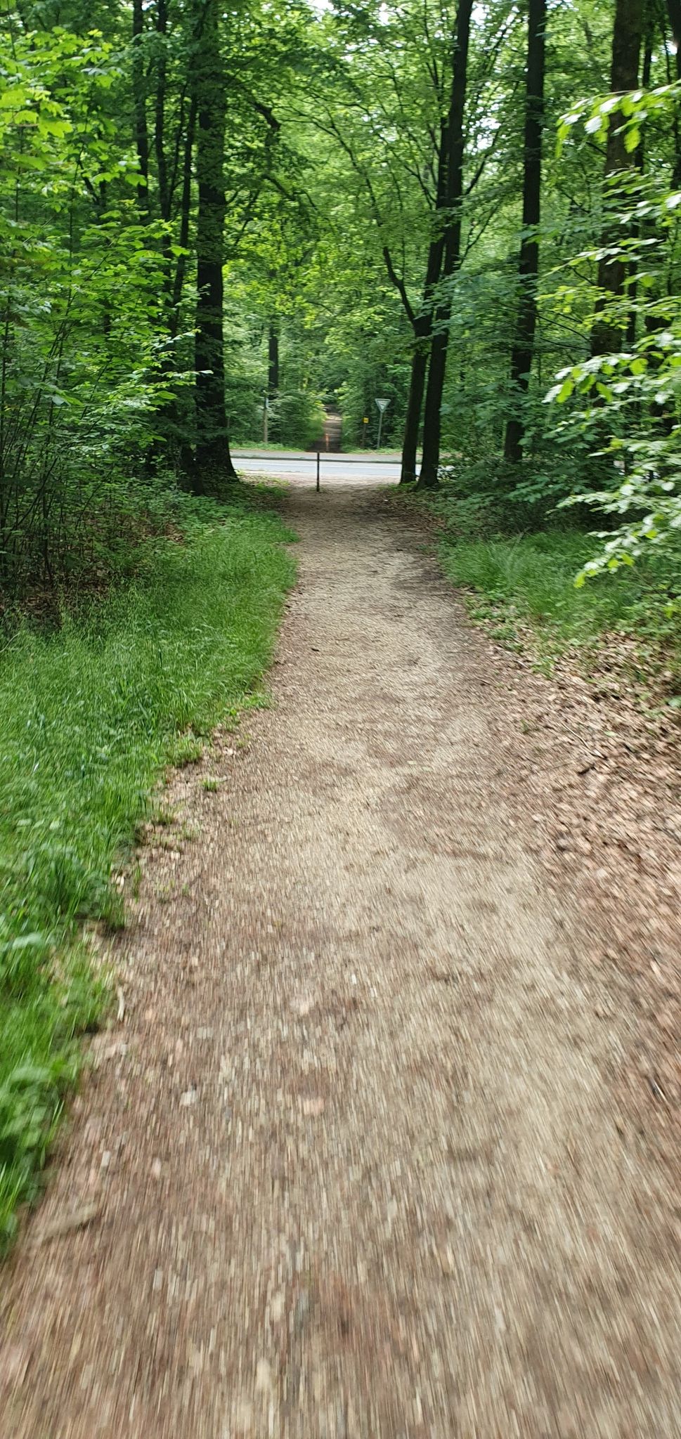 Wald-Ausfahrt