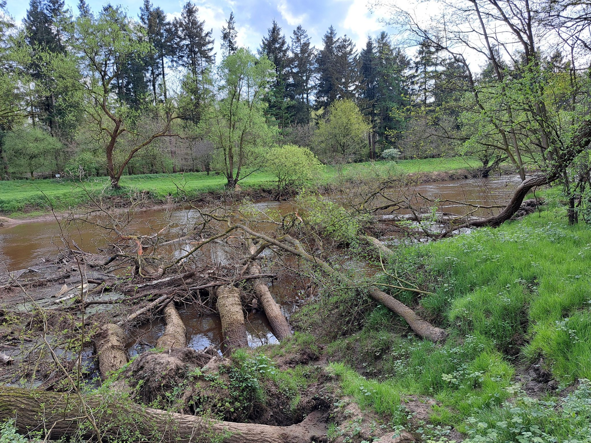 Baumunfall