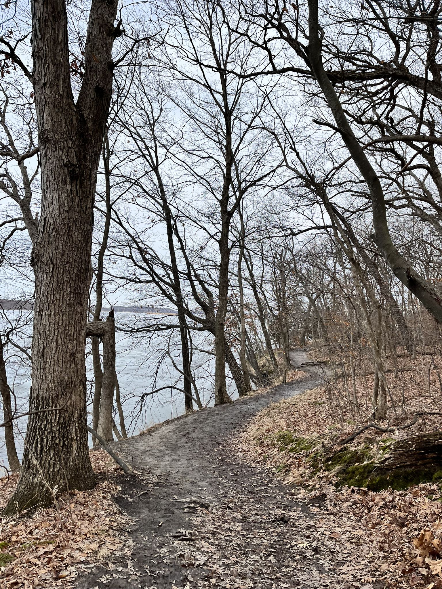 Winding dirt path through a bare winter forest beside a large body of water. - La Salle Canyon