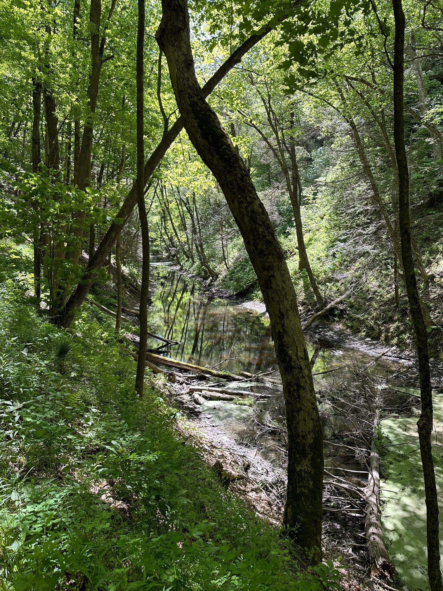 Narrow stream winding through a lush, sunlit green forest. - Hiking loop from Oak Hill