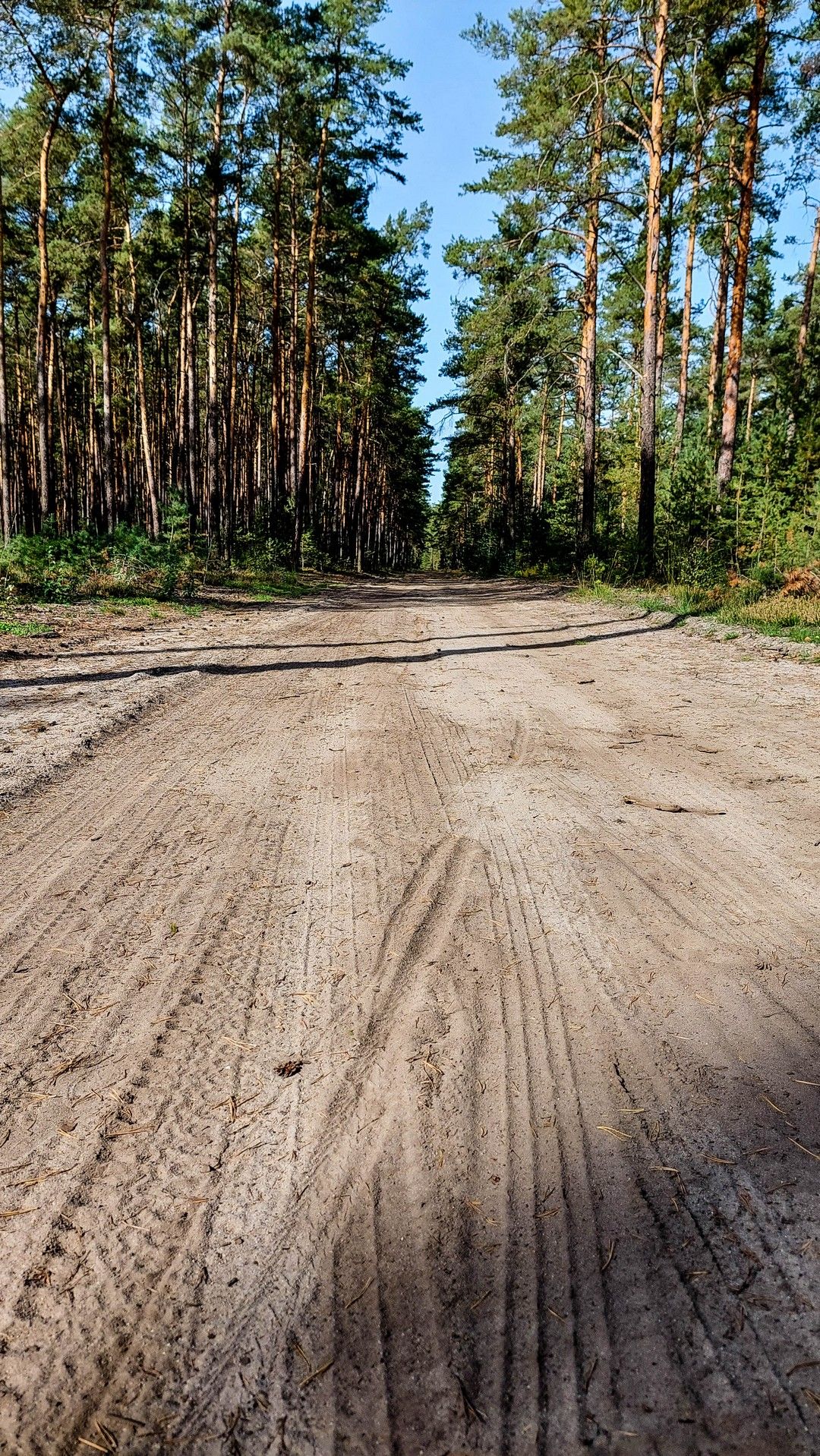 Kiefernwälder und Karnickelsand