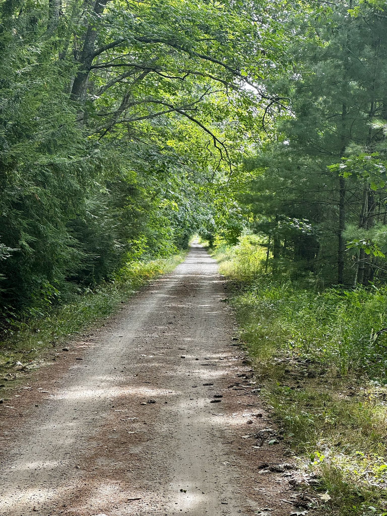 Sun-dappled dirt path winding through a dense green forest. - Bayley's Lobster Pound – Surfside Beach loop from Blue Point Preserve