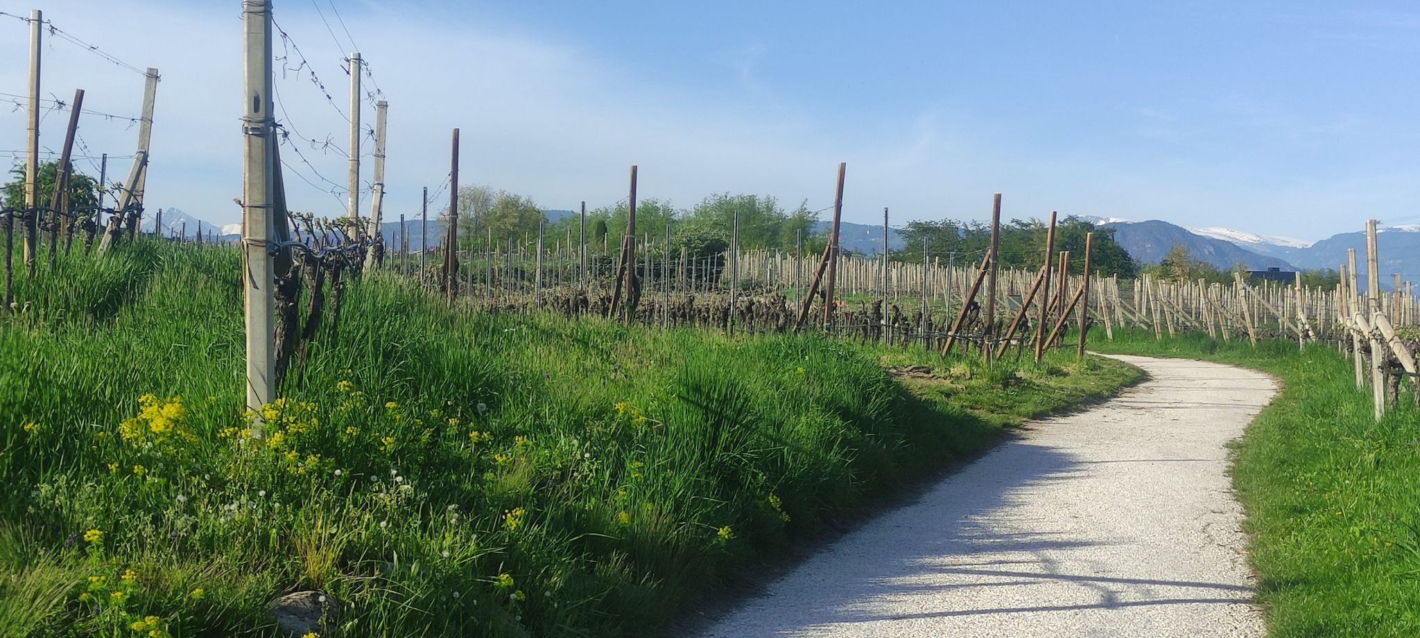 Entre Gewürztraminer et pinot noir