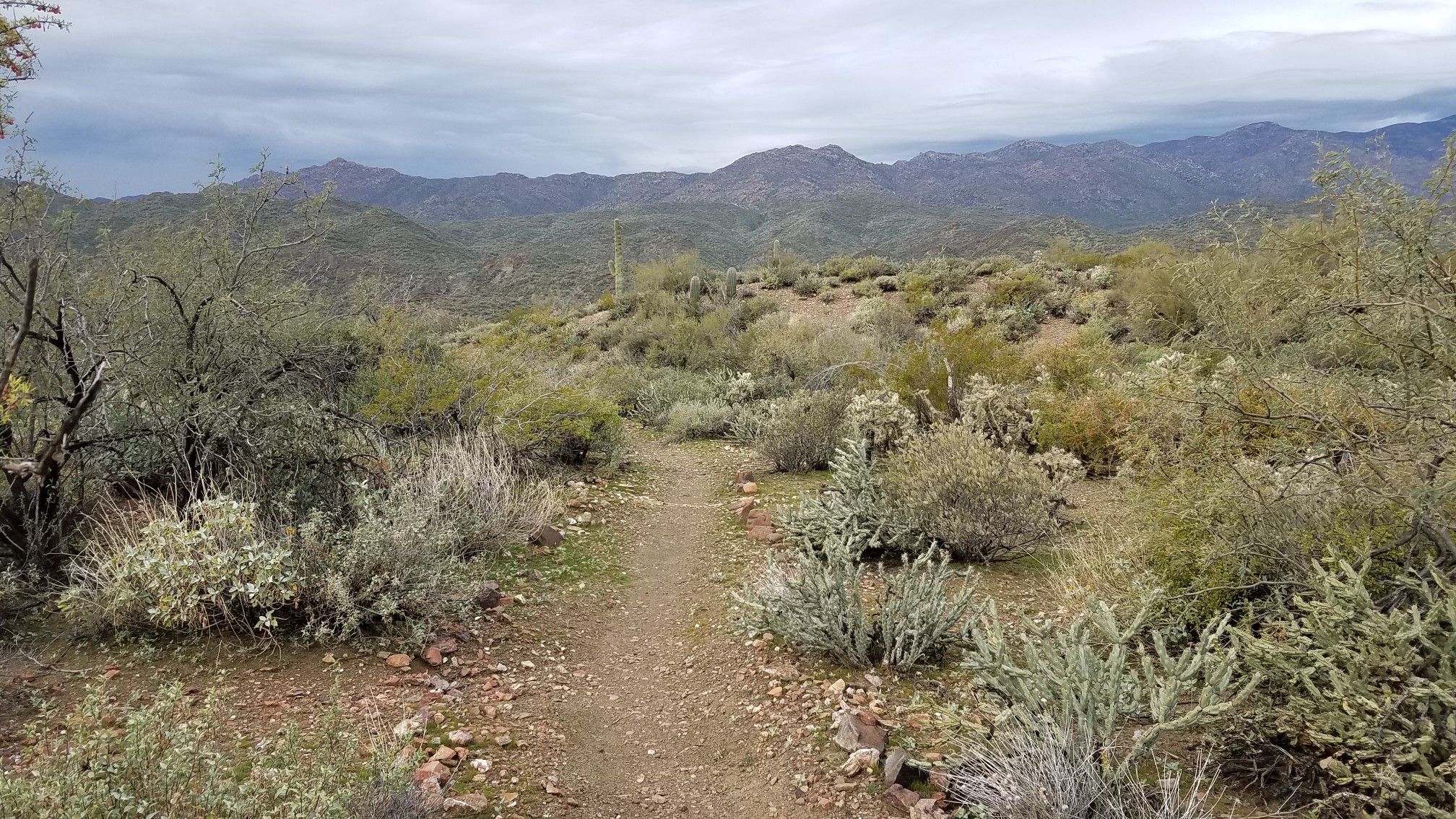 A dirt path winds through desert shrubs under an overcast sky. - High Desert and Joedy's Trail Loop