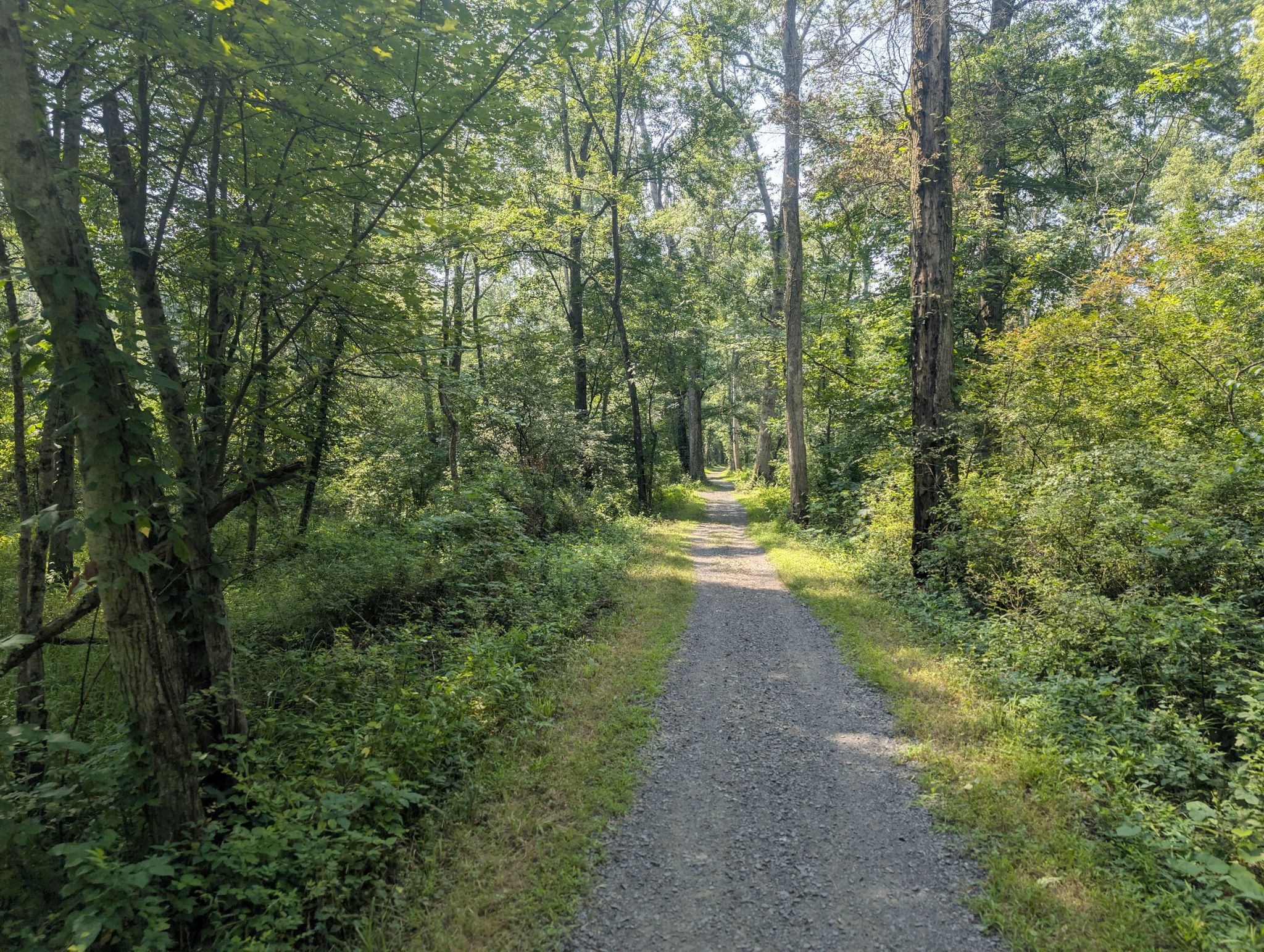 A sunny gravel path leads through a lush green forest. - Patriots' Path