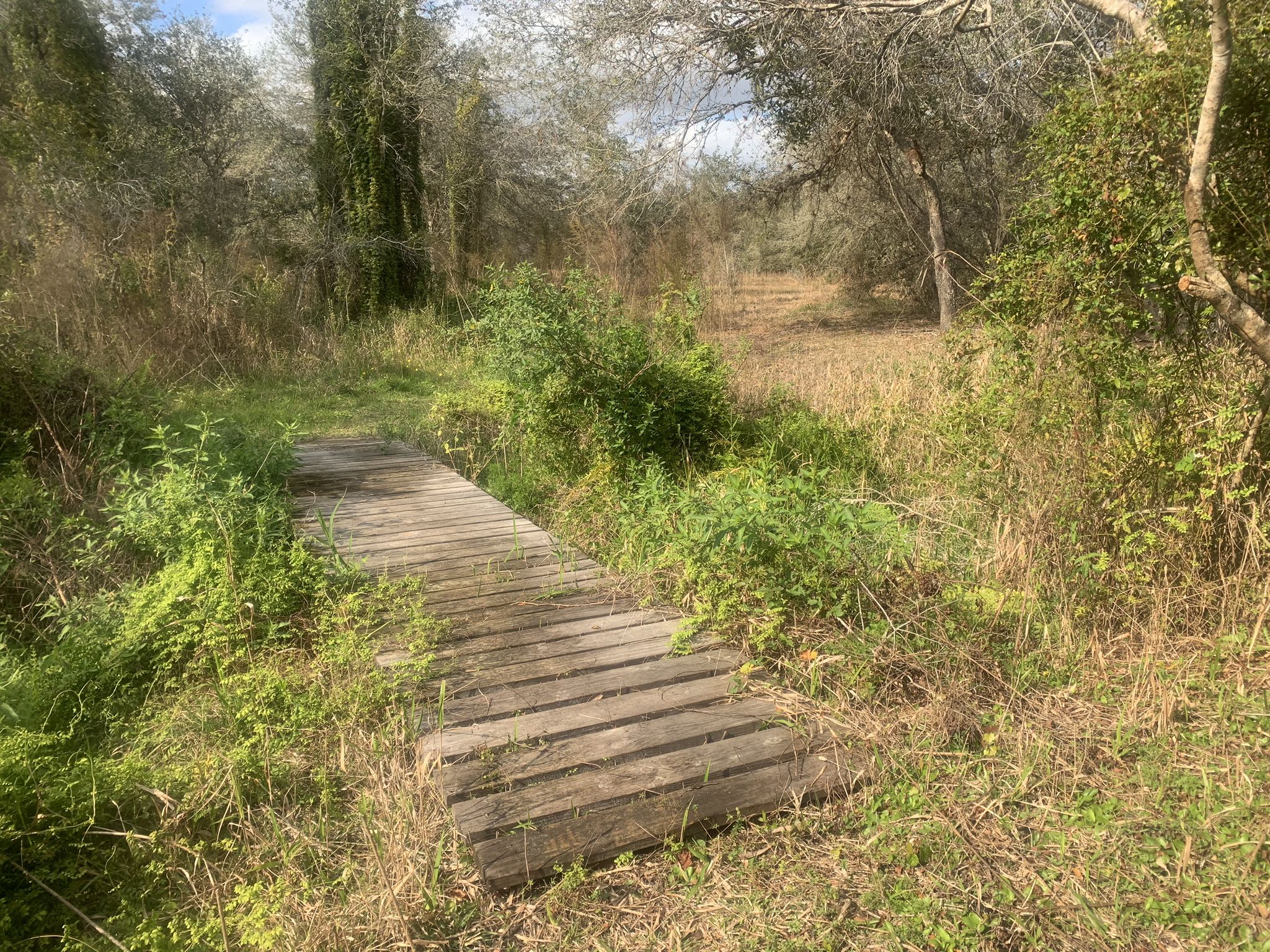 A wooden boardwalk path winds through an overgrown, sunny, grassy landscape. - Town of KICCO via Florida Trail