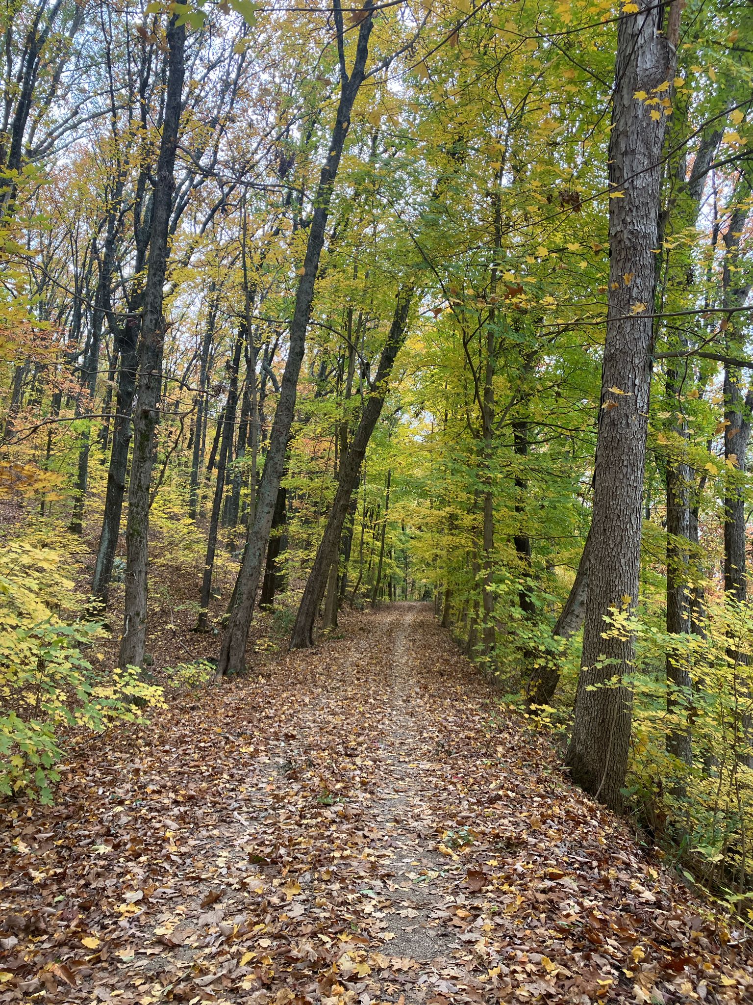 Leaf-covered dirt path winding through a dense forest with autumn foliage. - Guild and Lookout Mountain Trails Loop