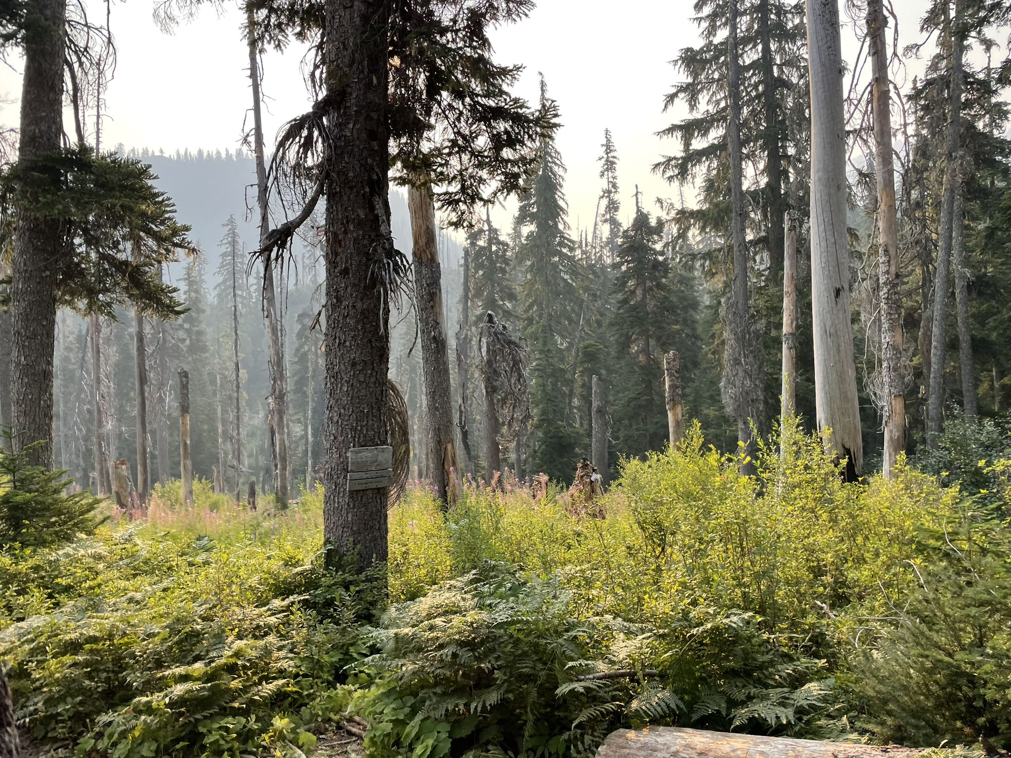 Dense forest with tall trees, green undergrowth, and hazy light. - Spectacle Lake Trail
