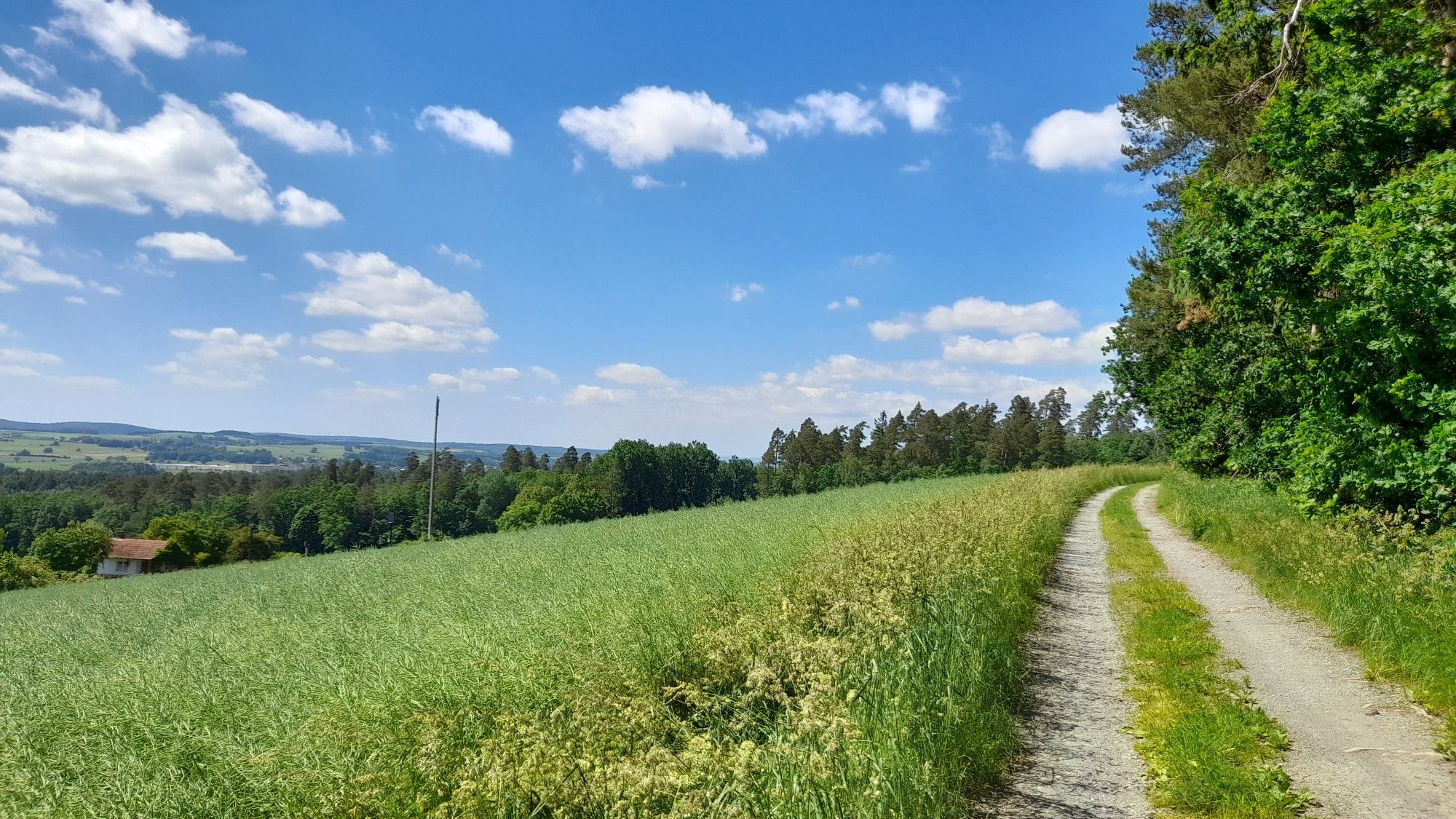 Waldrand