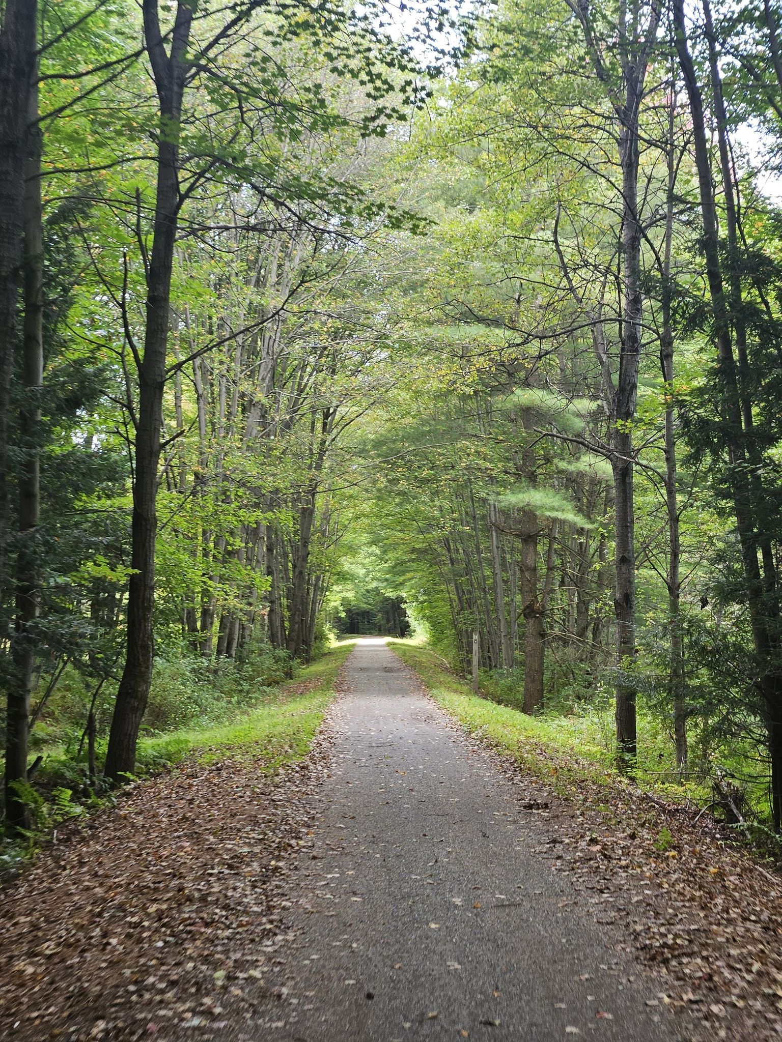 Paved path winding through a lush green forest tunnel on a bright day. - Missisquoi Valley Rail Trail loop from Greens Corners
