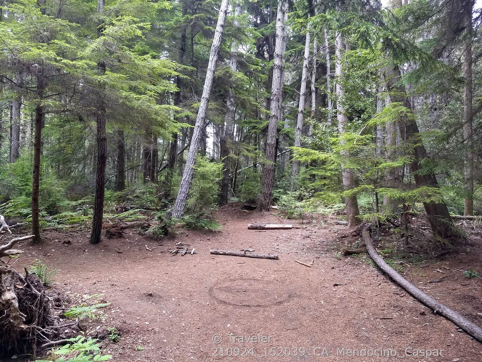 Forest clearing with tall trees, fallen logs, and a dirt path. - Ecological Staircase Trail