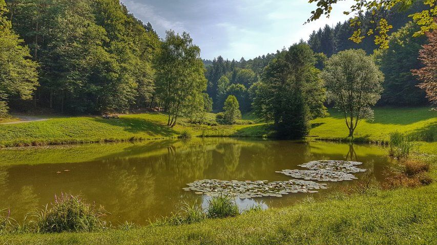 der Waldsee