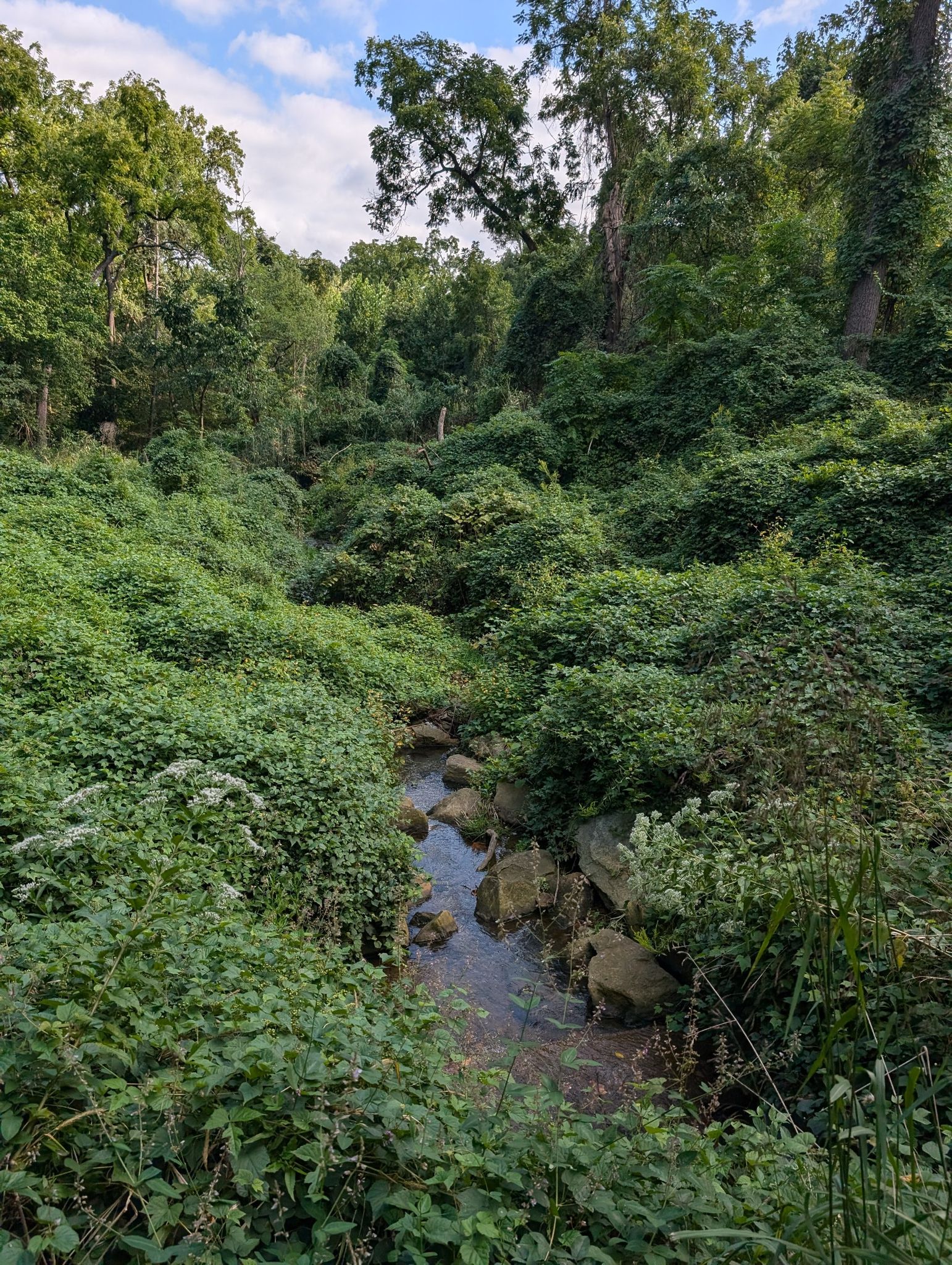 A small rocky stream flows through a densely overgrown, green forest. - Dumbarton Oaks and Montrose Ropewalk