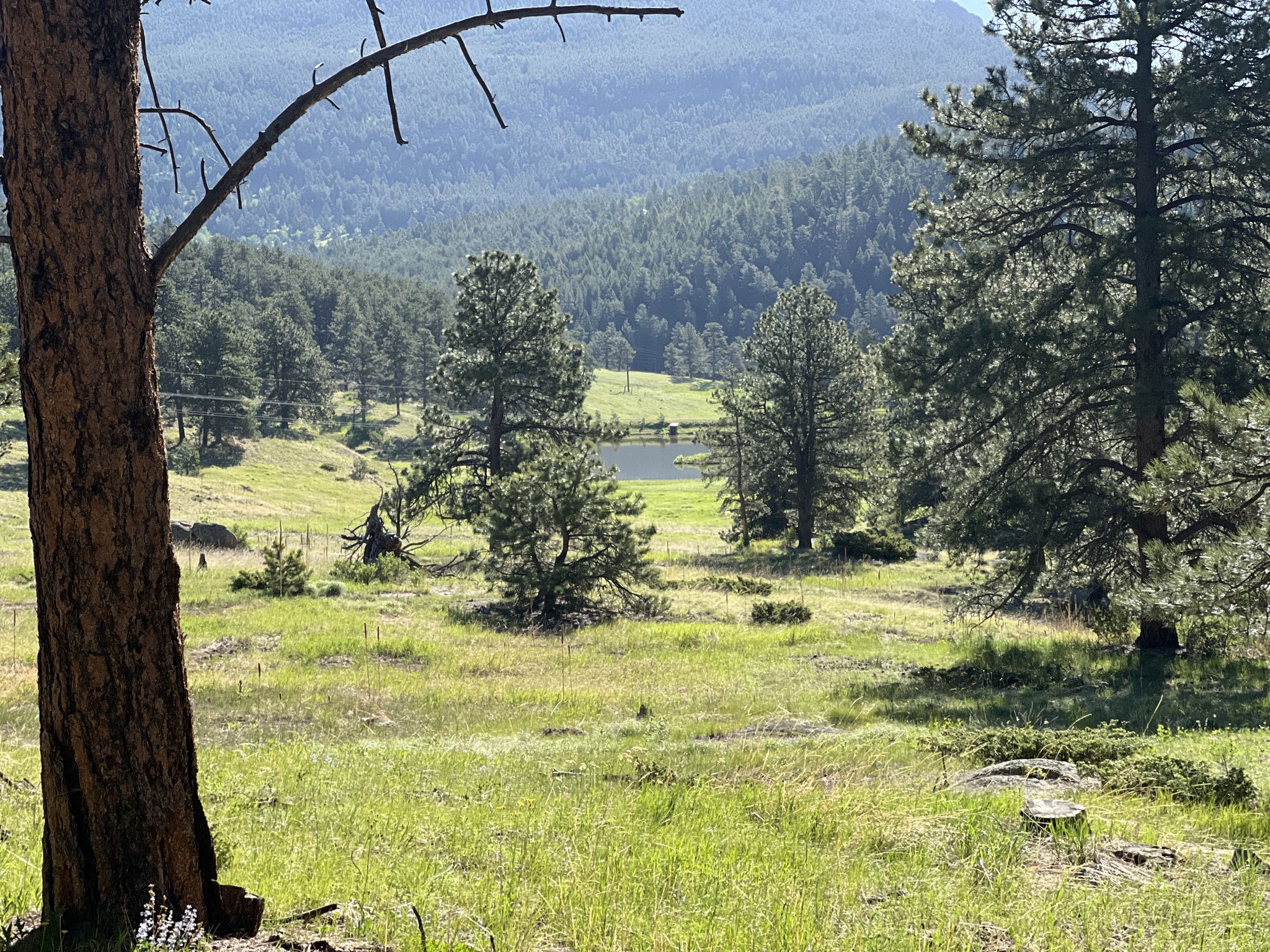 Sunny valley view with a pond, pine trees, and distant mountains. - Shadow Pine Loop