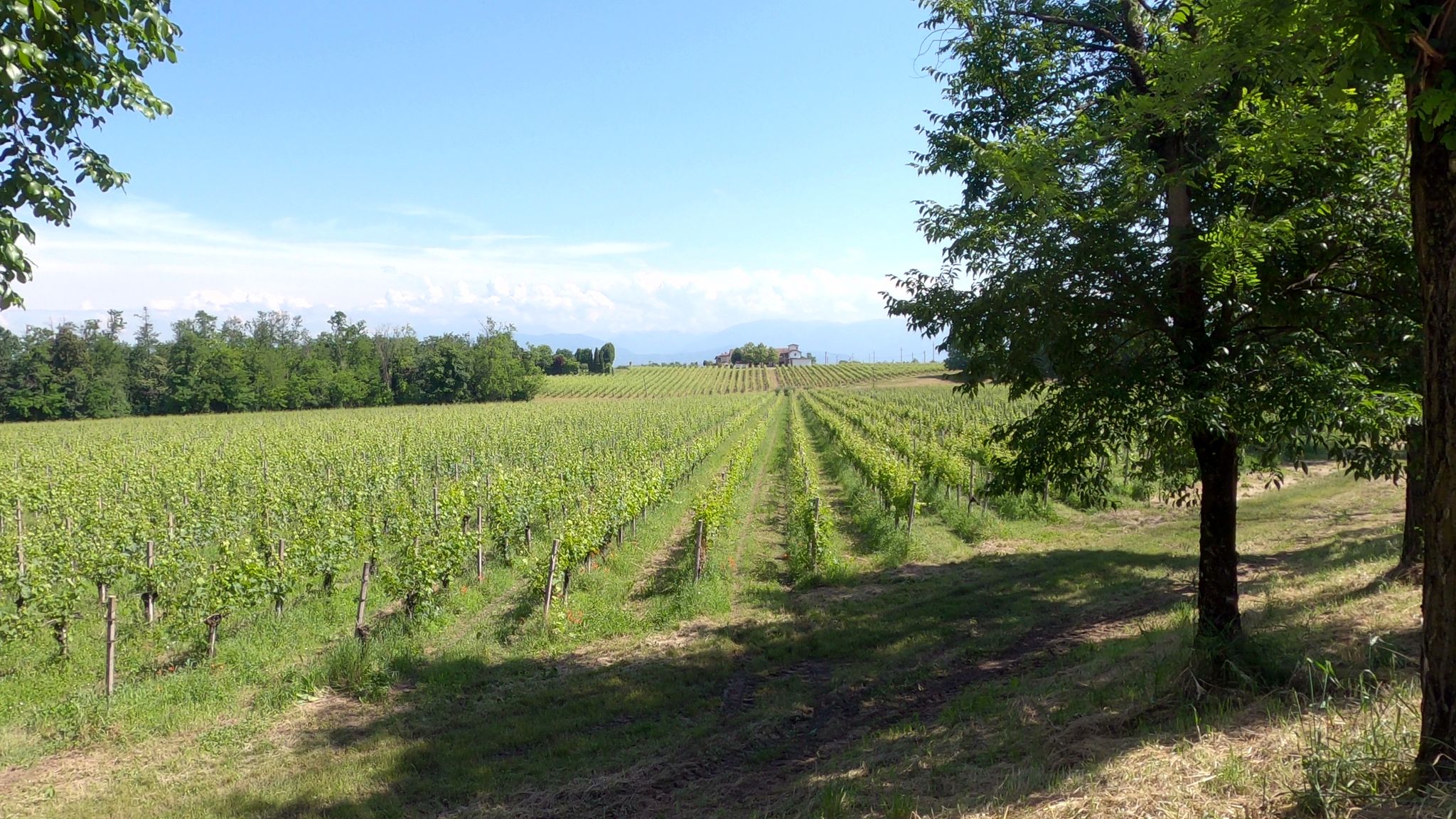 Capriano del Colle - Vigneti sul Monte Netto