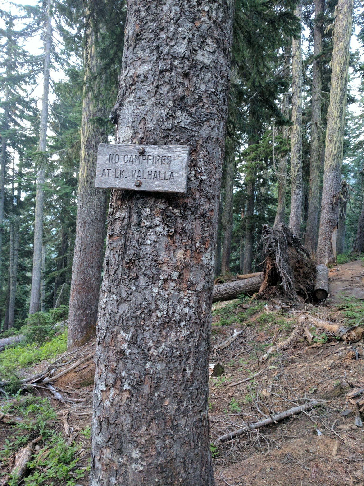 A wooden sign on a tree trunk in a dense forest. - Mount McCausland Trail