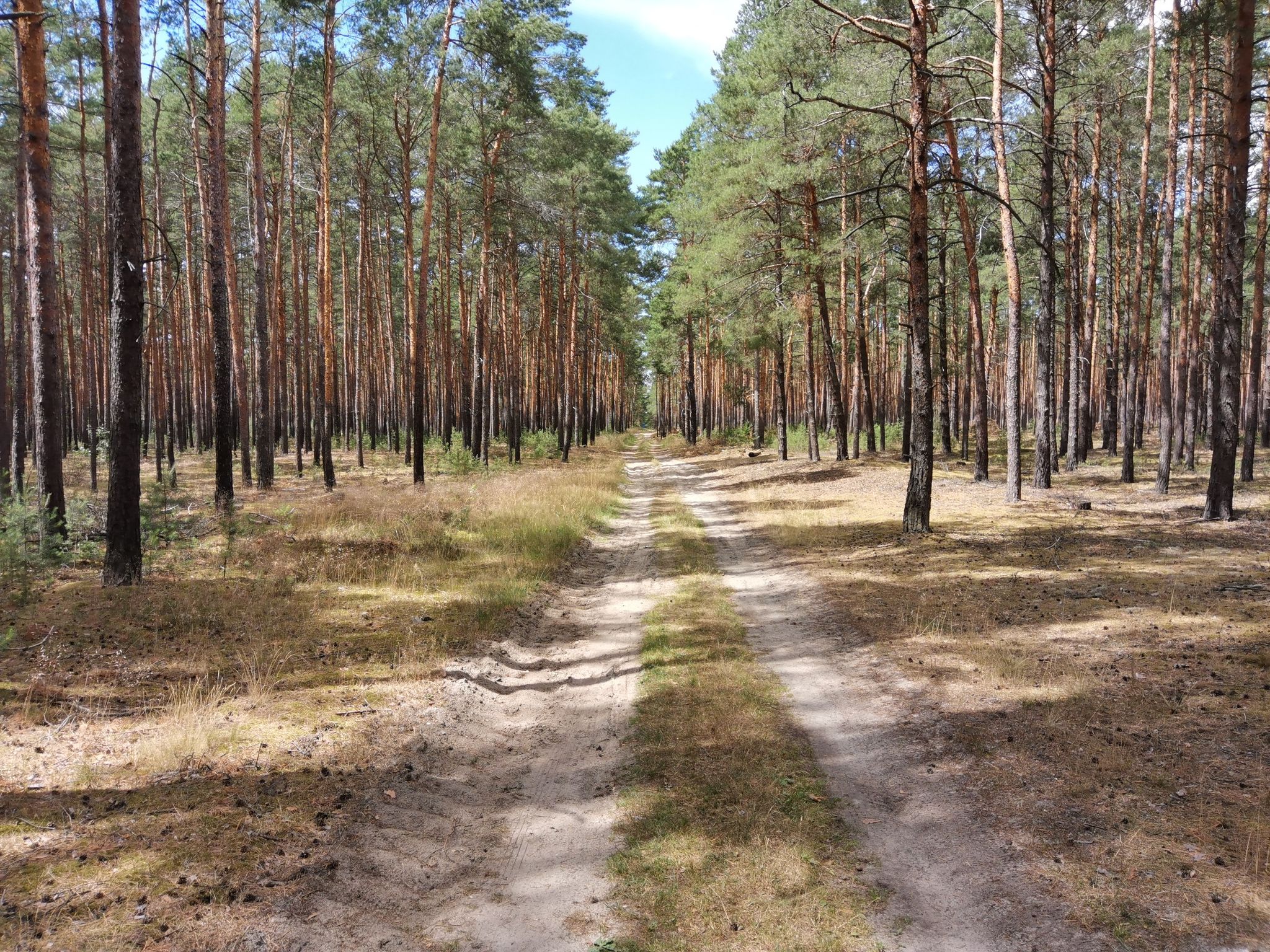 ruhige einsame Waldwege