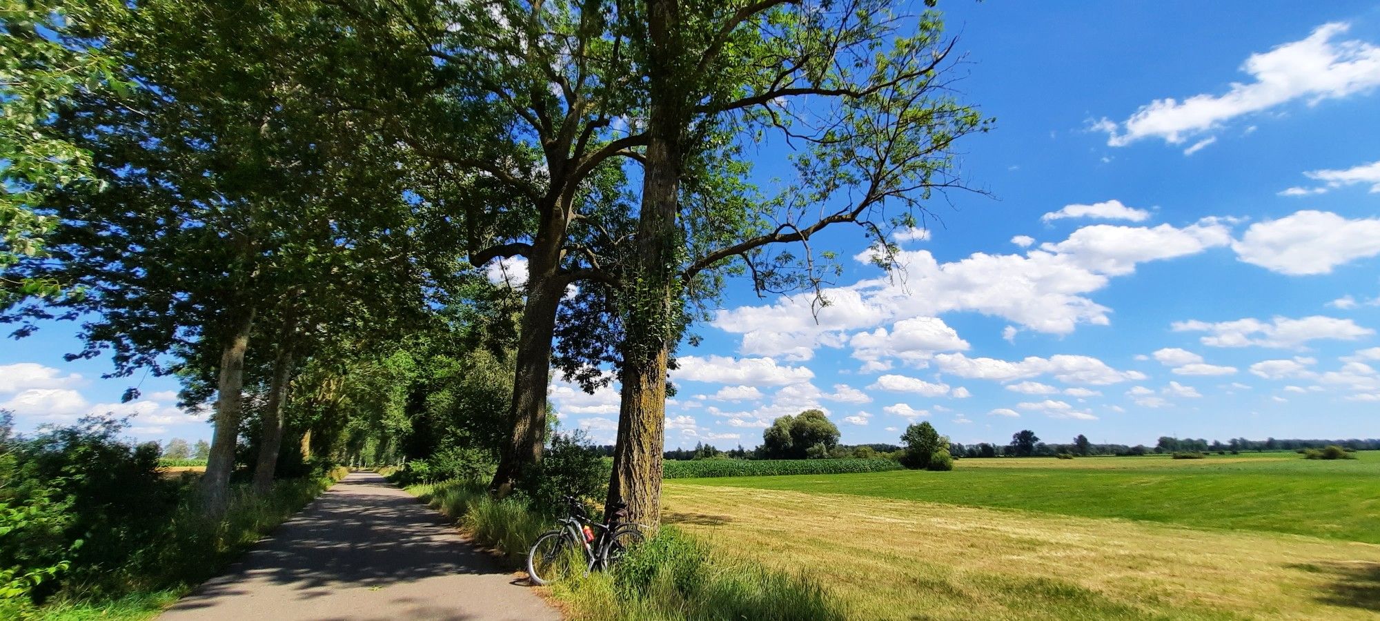 Im Donauried zw. Langenau und Günzburg