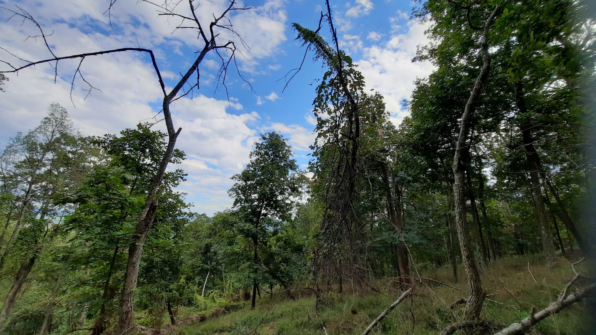 Upward view of tall trees and blue sky with white clouds. - White Rocks loop from Sugarloaf Mountain