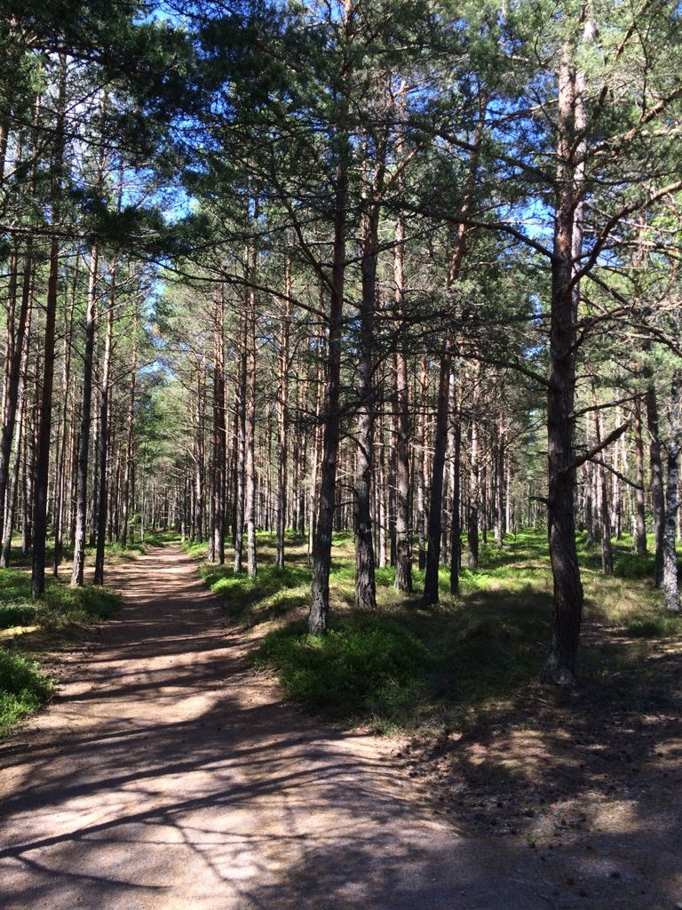 Zauber Wald 
